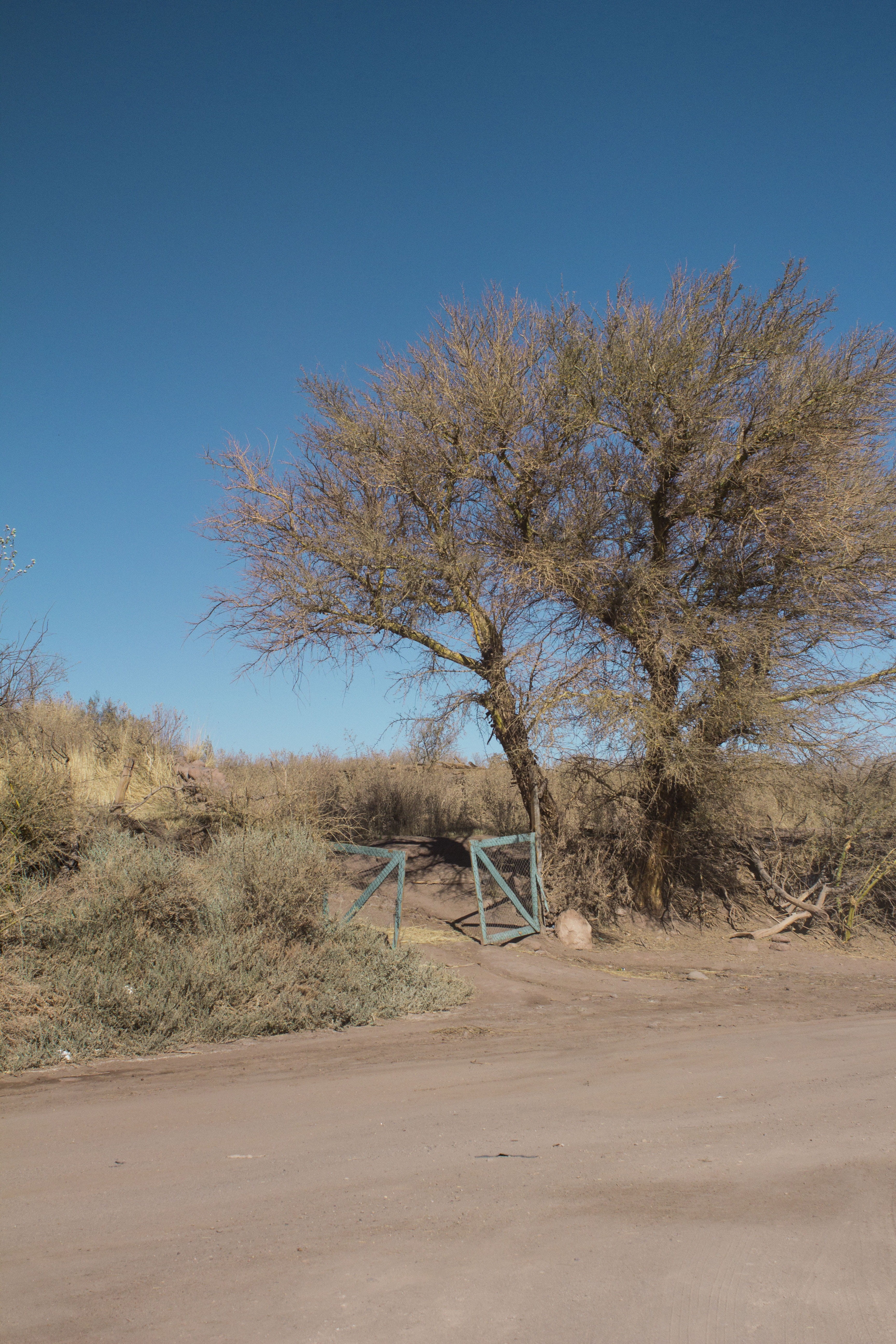 chile, road, beauty in nature, land, no people, scenics - nature, atacama, tree, sky, tranquil scene, environment, day, climate, countryside, outdoors, Phone HD Wallpaper
