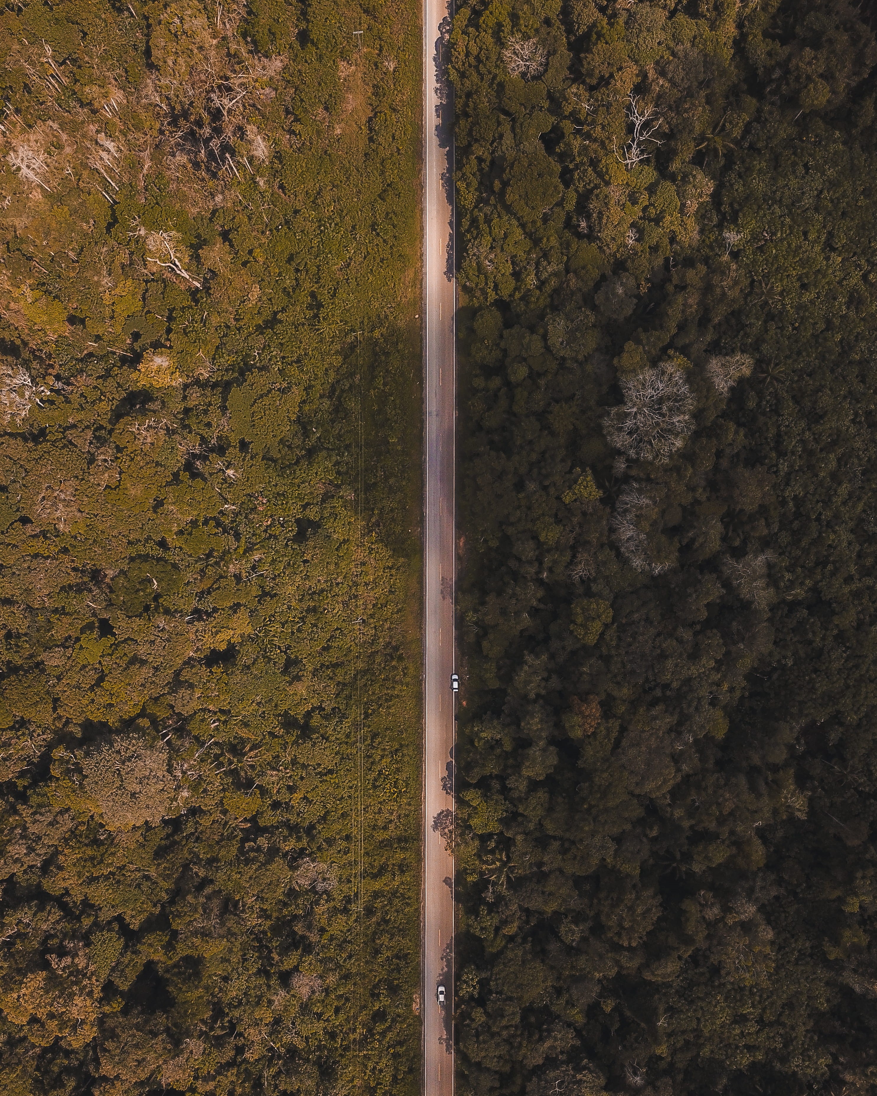 growth, plant, outdoors, trees, southamerica, beauty in nature, land, brasil, road, environment, day, middle, nature, green color, fotosdrone, idyllic, Phone HD Wallpaper