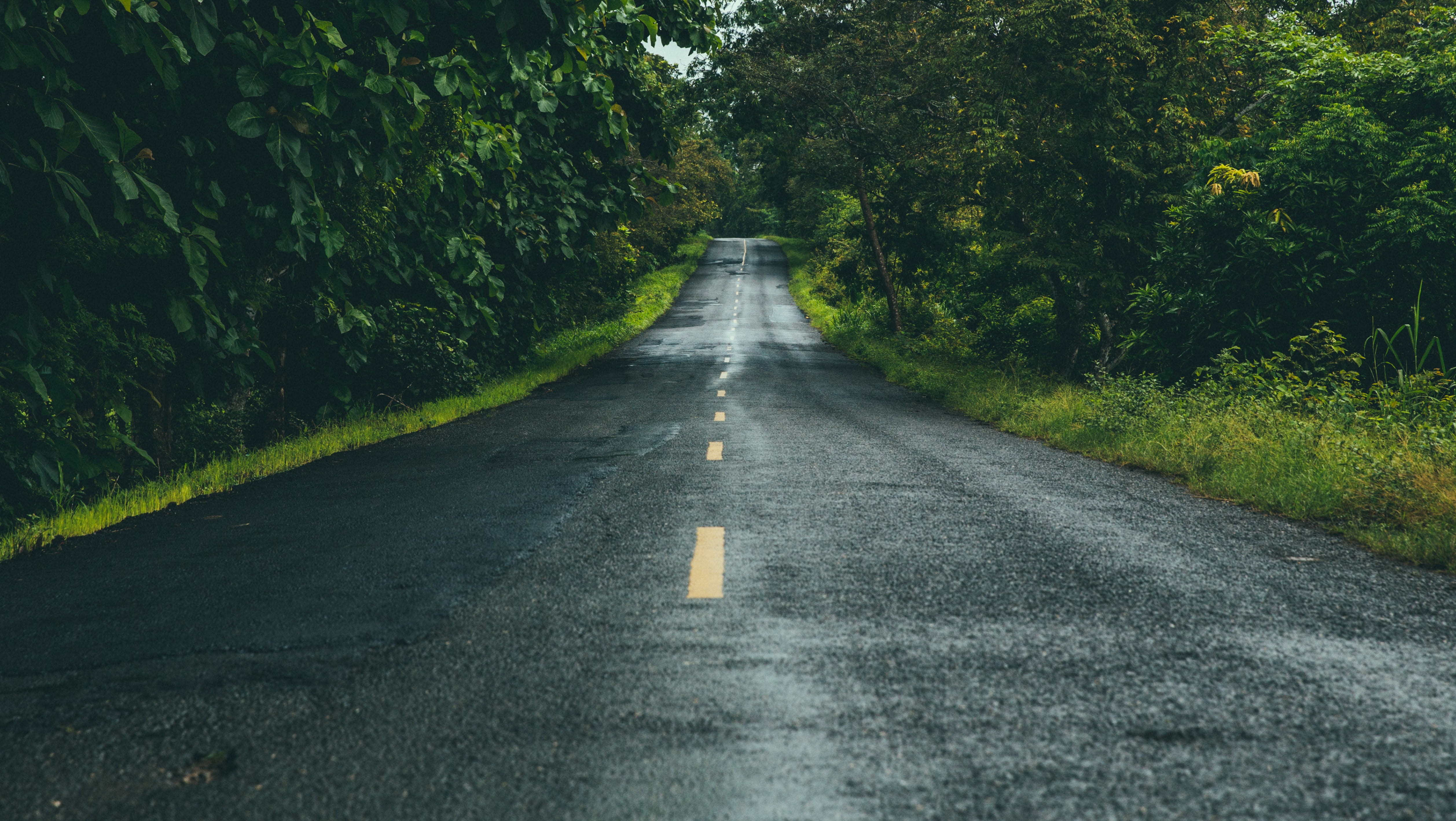 street, nature, green color, the way forward, openroad, asphalt, tree, long, marking, dividing line, plant, tropical, 4K, symbol, green, southamerica, HD Wallpaper