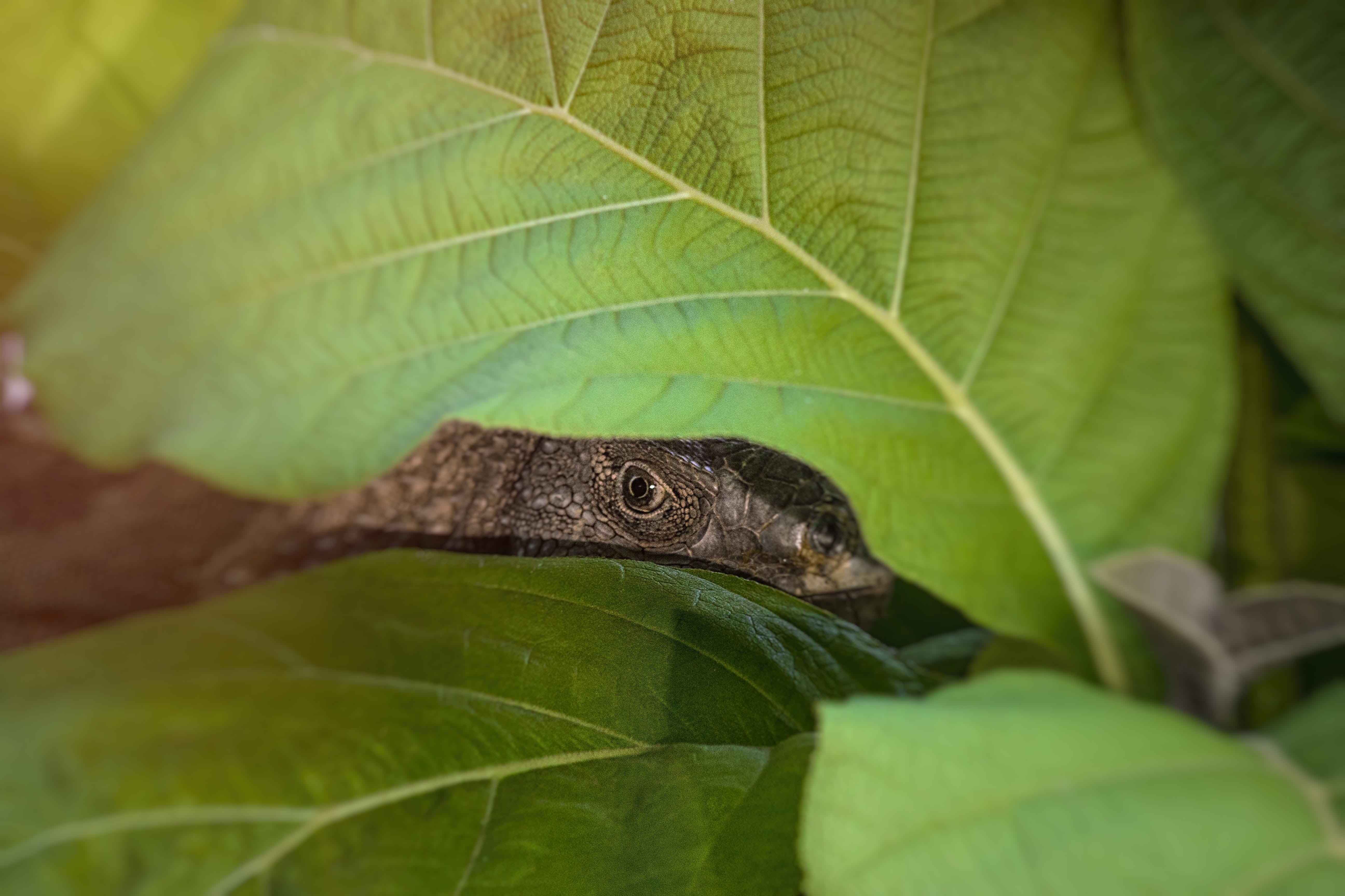 environment, leaves, reptile, plant part, one animal, nature, no people, day, animal themes, growth, leaf, animal, tree, closeup, focus on foreground, eye, HD Wallpaper