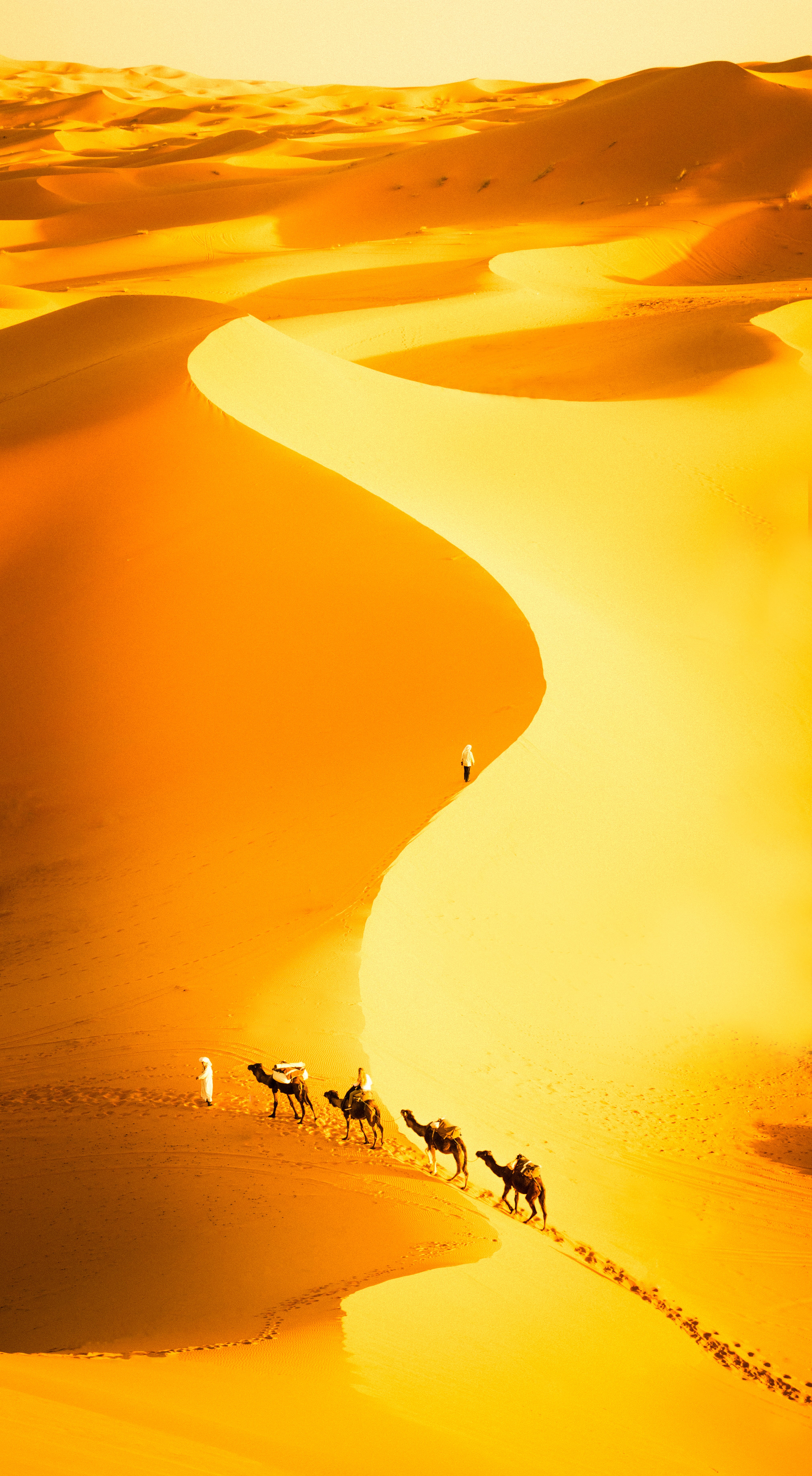 dune, person, Morocco, north africa, day, postapocalyptic, photography, animal, sunset, Merzouga, camel, nature, desert, march, people, sand Dune, beach, Phone HD Wallpaper