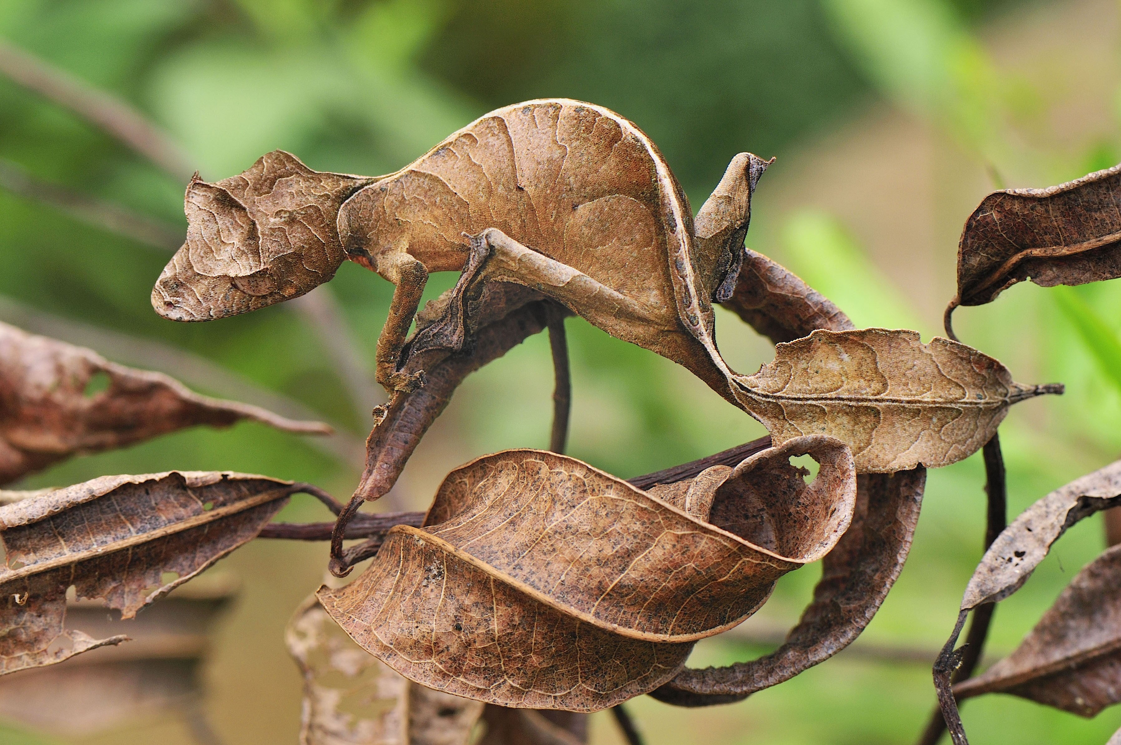 animal themes, lizard, close-up, dry, day, plant part, leaf, camouflage, gecko, fragility, animals, tree, leaves, focus on foreground, animal wildlife, HD Wallpaper