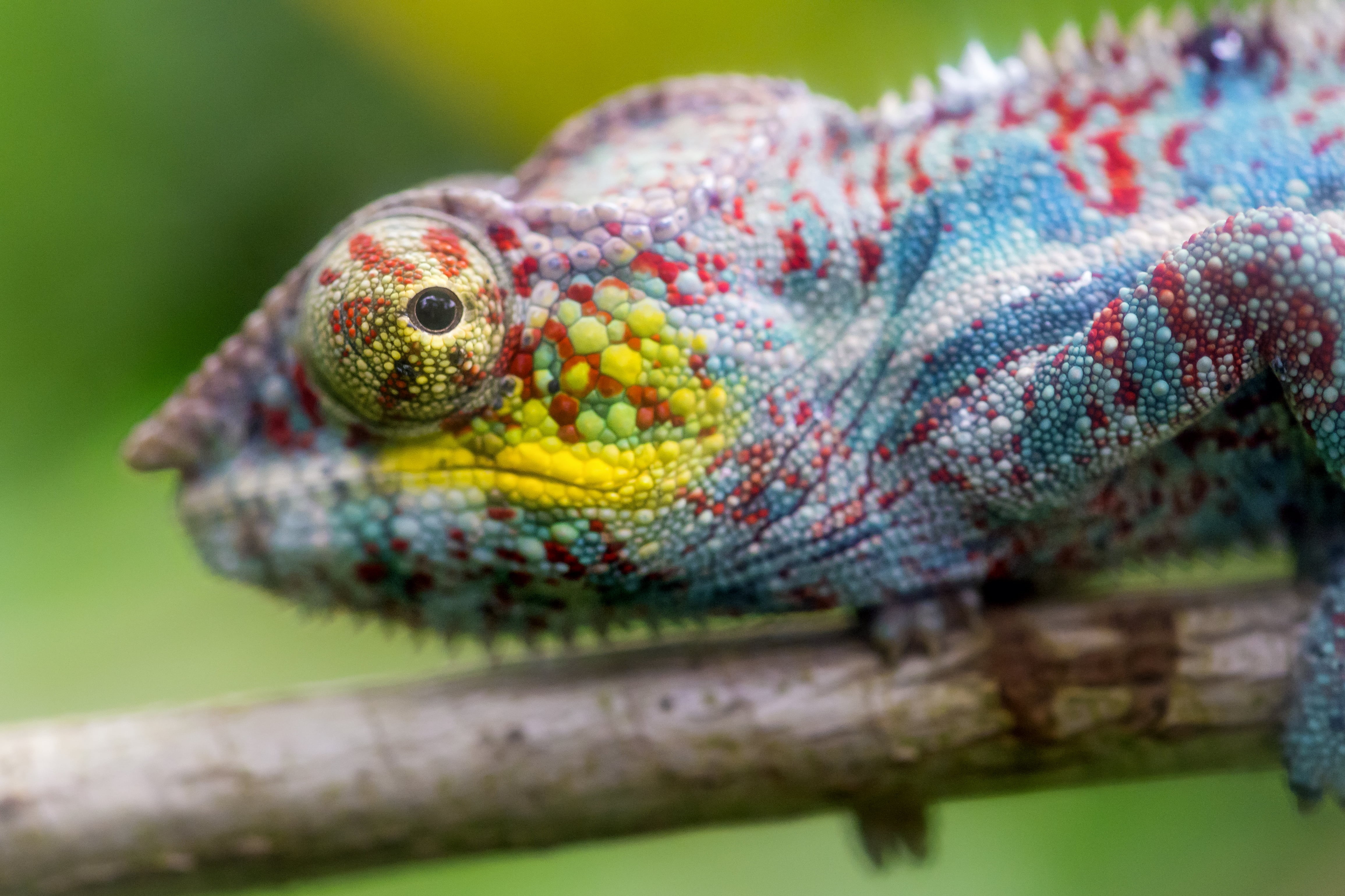 wildlife, zürich  zoo, nature, photo, holding, animal, green Color, Chameleon, close-up, switzerland, tree, nikon  d4, time, branch, reptile, face, masoala, HD Wallpaper