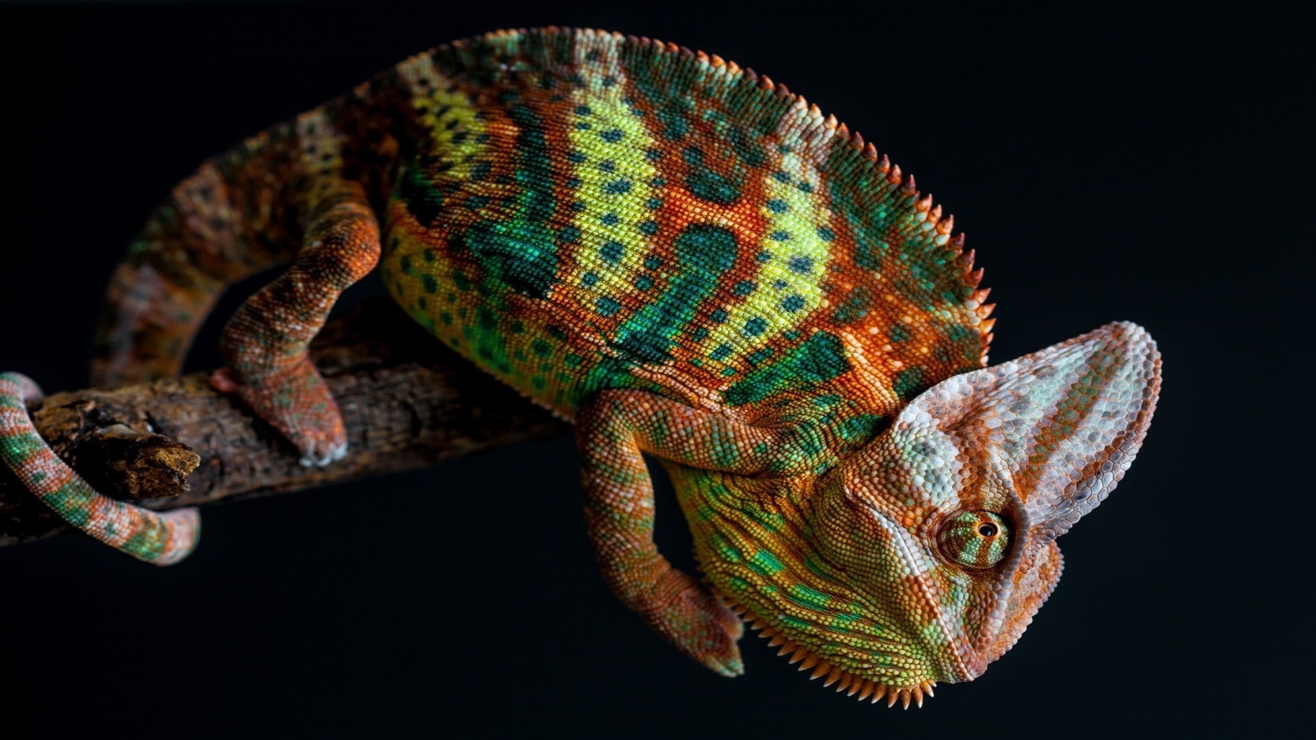 skin, branch, 1080P, animals, simple background, tail, nature, chameleons, colorful, HD Wallpaper