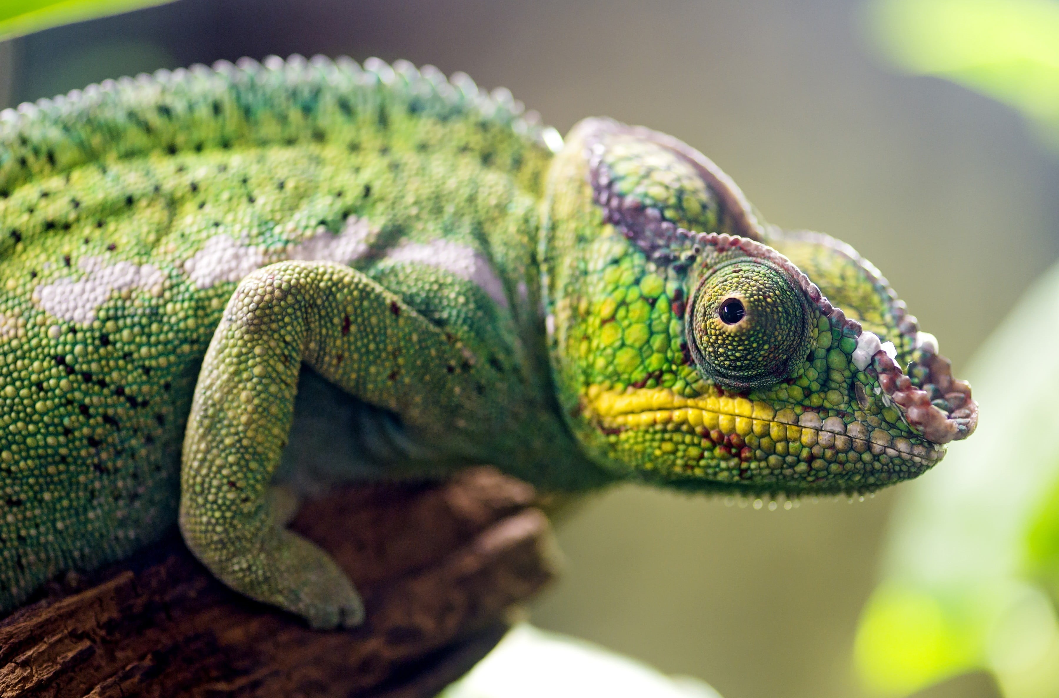 chameleons, macro, animal head, close-up, animal wildlife, skin, no People, chameleon, iguana, animal themes, animals In The Wild, animals, eyes, color Image, HD Wallpaper