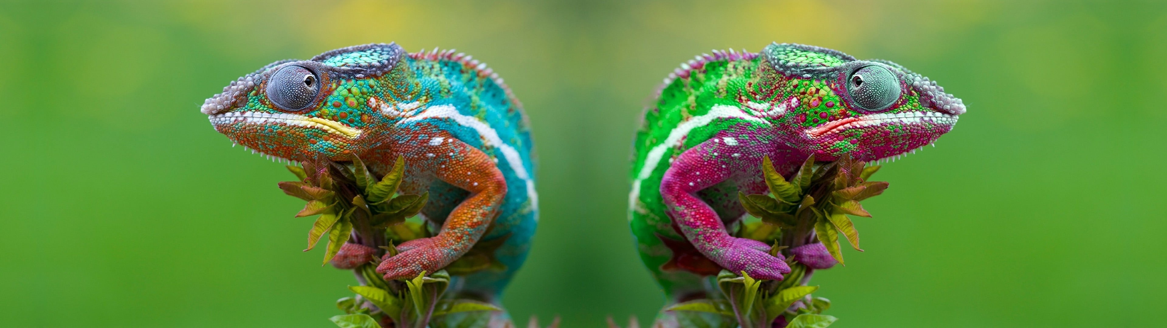 vertebrate, animal head, animal body part, chameleon, focus on foreground, multicolored, close-up, animals in the wild, green background, plant, nature, HD Wallpaper