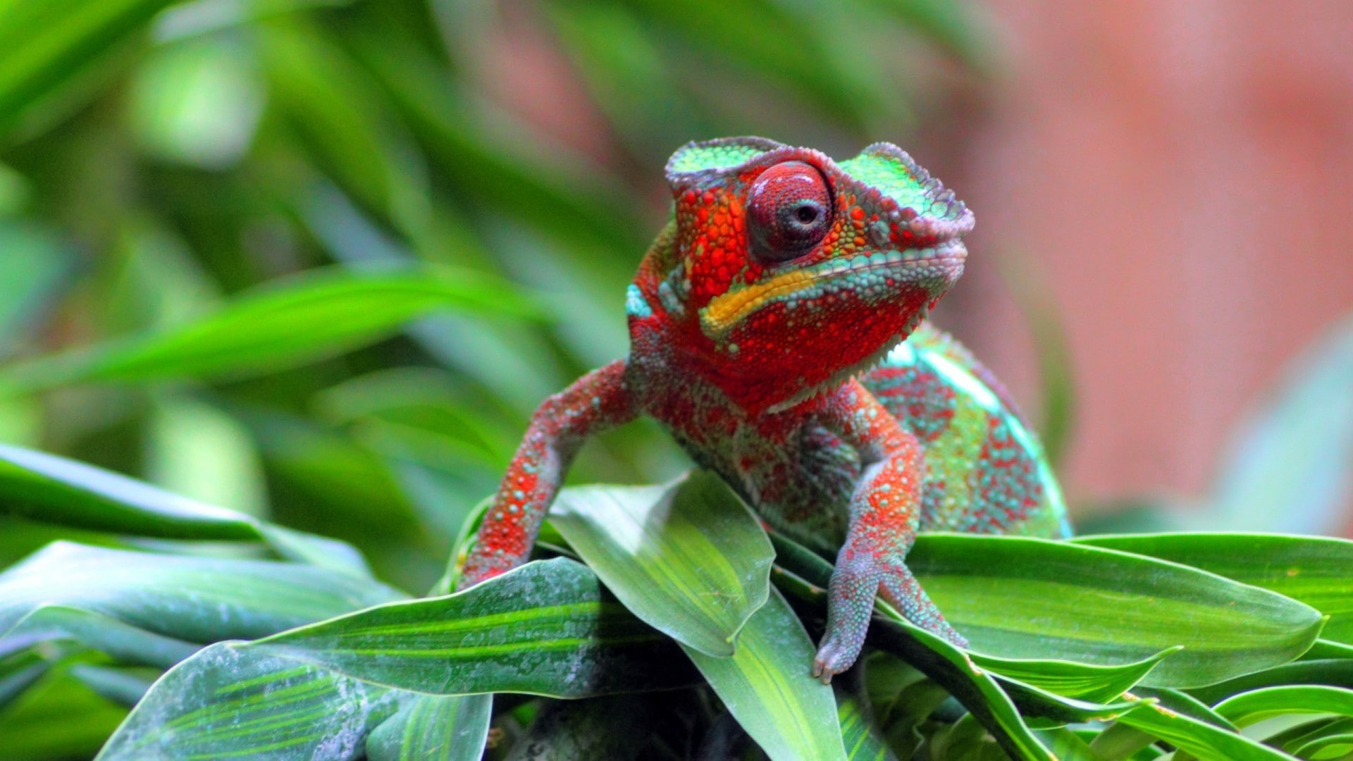 plant, wildlife, vertebrate, plant part, animal, leaf, chameleons, animals in the wild, outdoors, rainforest, multi colored, nature, animals, day, green color, HD Wallpaper