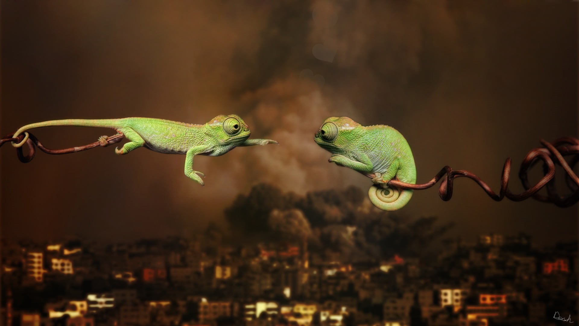 animal, geckos, two, green color, vertebrate, war, 1080P, love, outdoors, nature, animal wildlife, looking, chameleons, lizard, reptile, close-up, one animal, HD Wallpaper