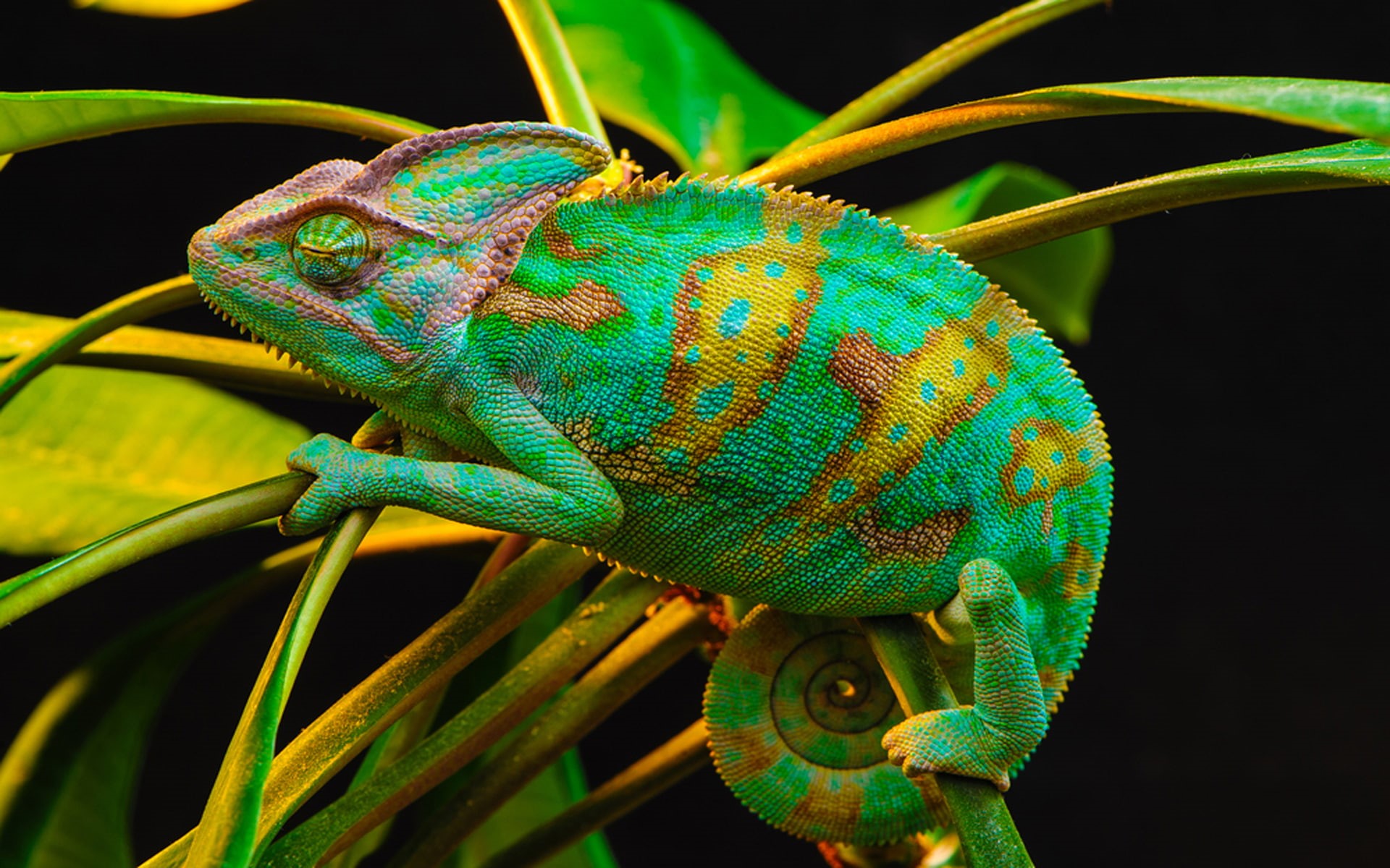 peninsula, kind, 1080P, arabia, hd, chameleon, arabian, born, yemen, saudi, HD Wallpaper