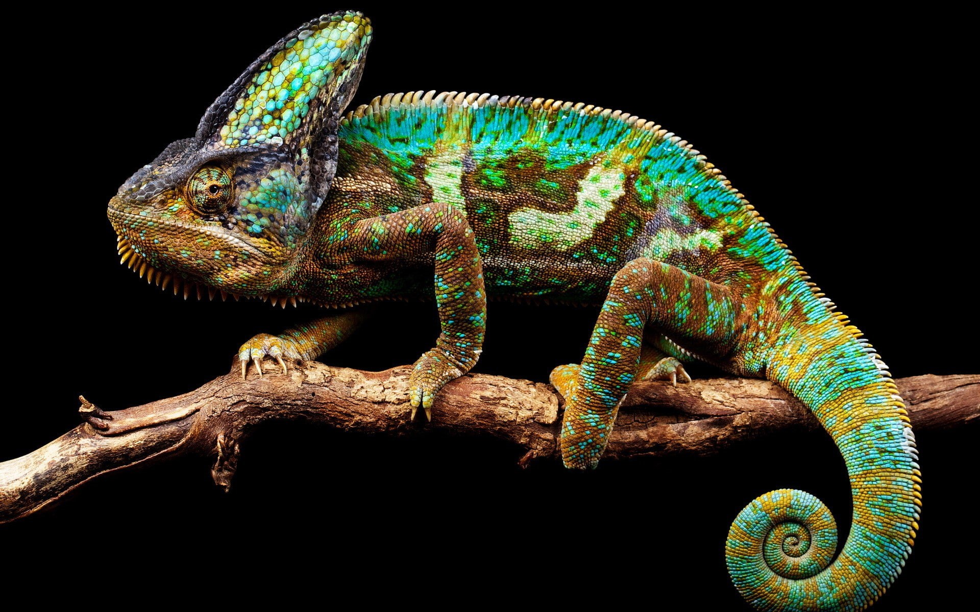 chameleon nature, background, chameleon, 1080P, HD Wallpaper
