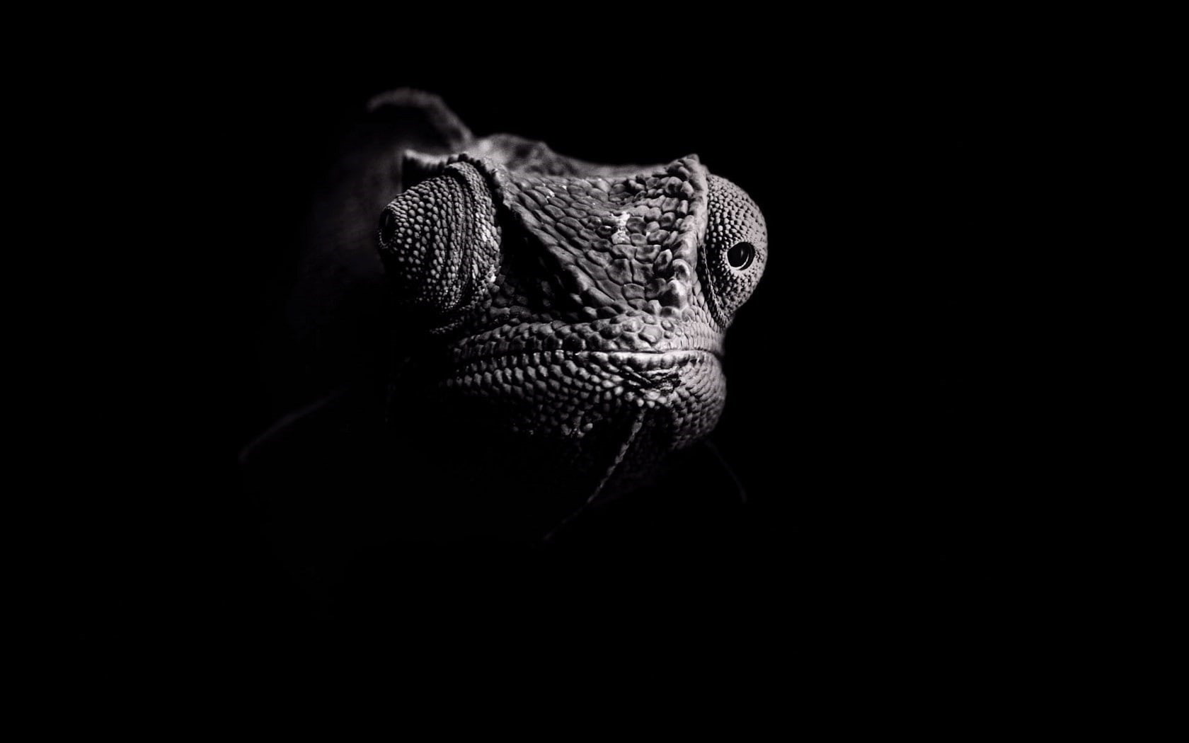 dark, wildlife, photography, 720P, chameleons, eyes, HD Wallpaper