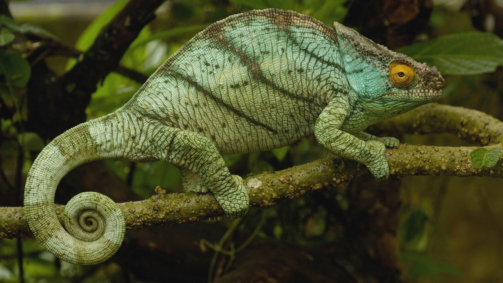 animal, outdoors, branch, chameleons, animal body part, animals in the wild, animal wildlife, reptile, focus on foreground, animal themes, day, one animal, HD Wallpaper