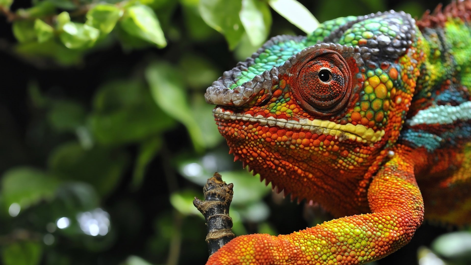 animal head, natural pattern, vertebrate, animals, animal wildlife, side view, animal, reptile, 1080P, animals in the wild, animal eye, animal body part, HD Wallpaper