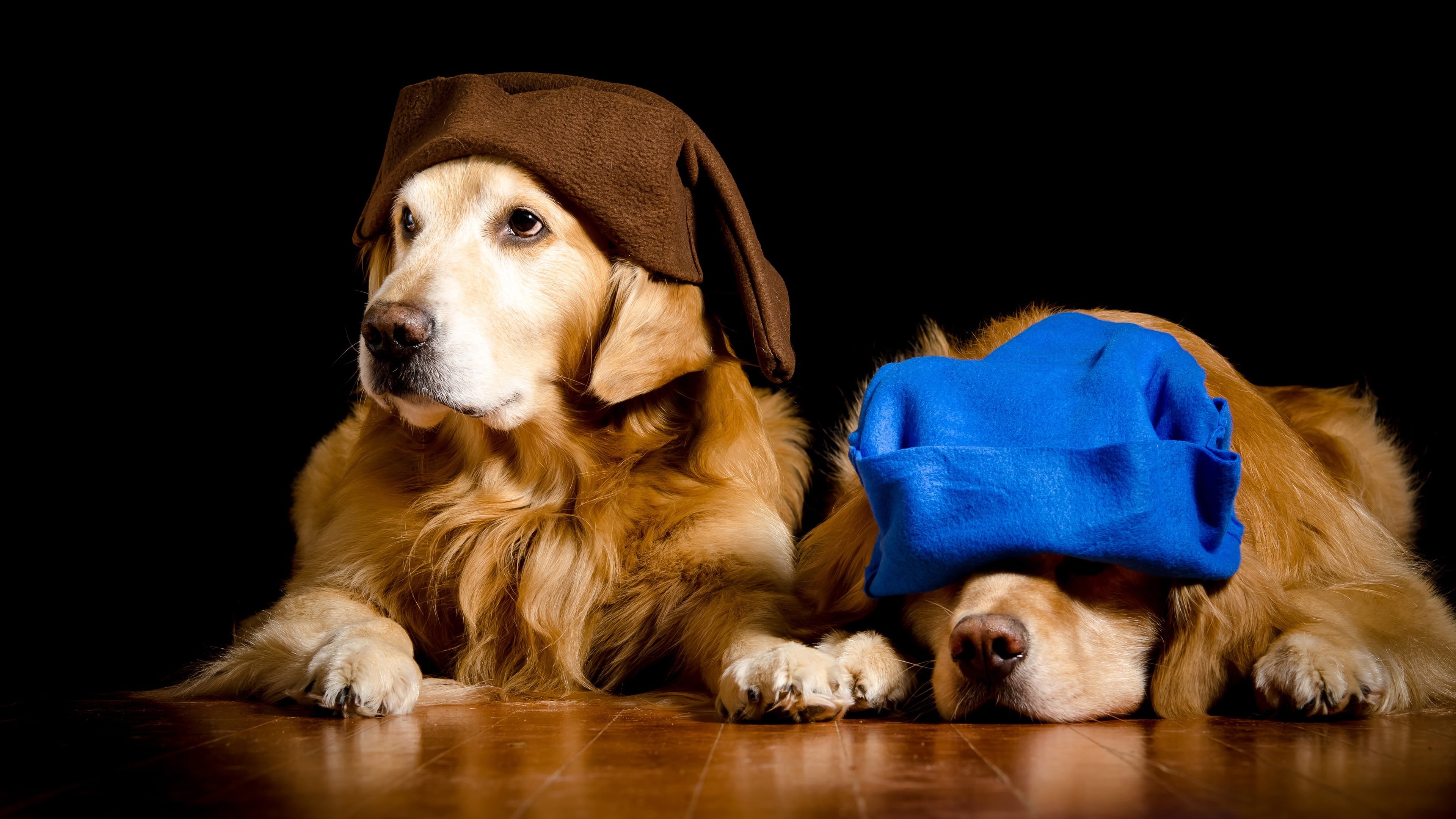 cap, retrievers, Golden, beanie, black background, dog, Retriever, dwarves, two, portrait, blue, a couple, image, dogs, photoshoot, brown, in hoods, caps, HD Wallpaper