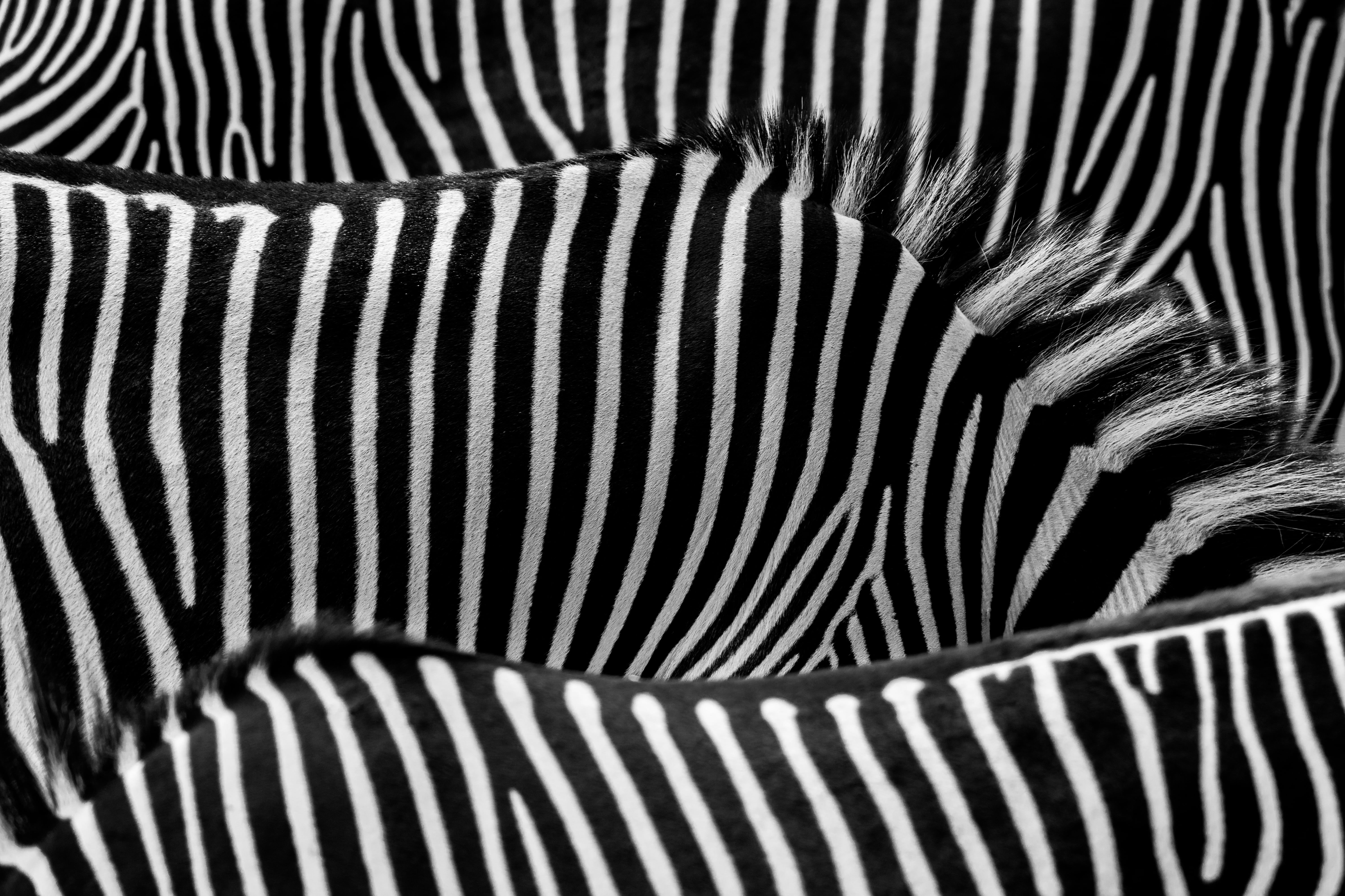 wildlife, Zebra, backgrounds, africa, black Color, abstract, zebra Print, black And White, safari Animals, 5K, painting, Stripes, striped, animal, nature, HD Wallpaper