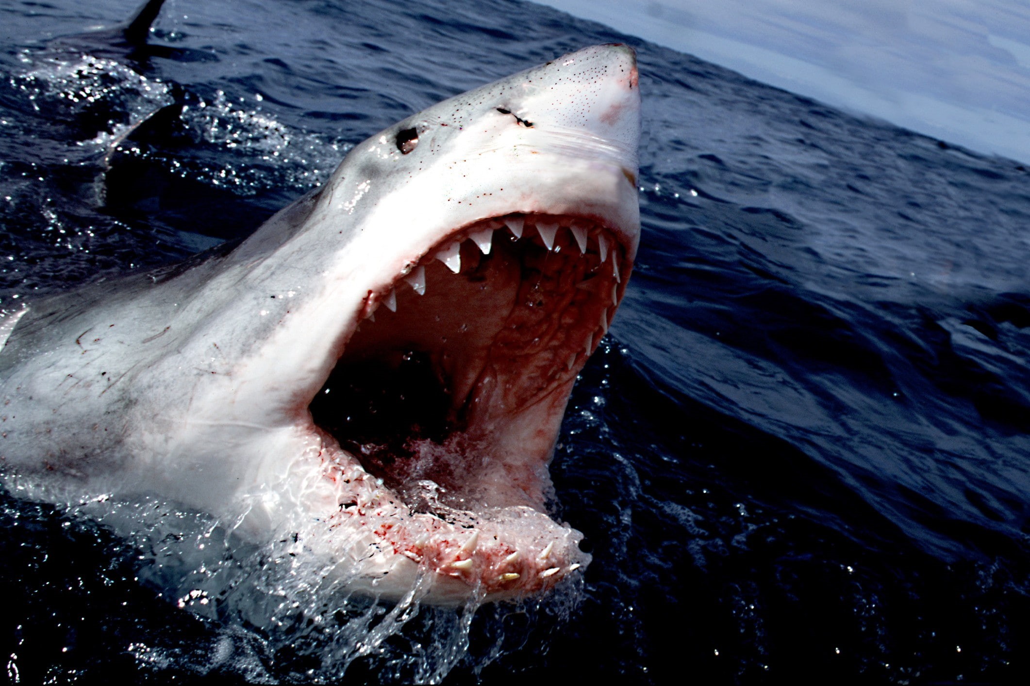 Great White Shark, sea, 1080P, shark, HD Wallpaper