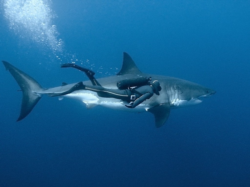 shark, aggression, divers, animal, blue, animals, marine, animal wildlife, animals in the wild, group of animals, animal themes, swimming, water, fish, HD Wallpaper