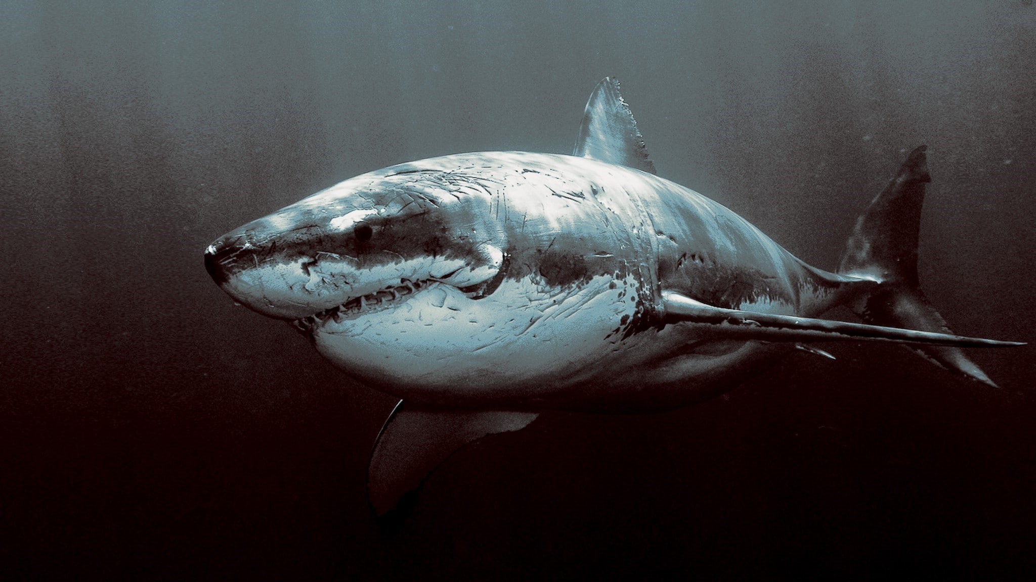 1080P, animals shark great white shark, HD Wallpaper