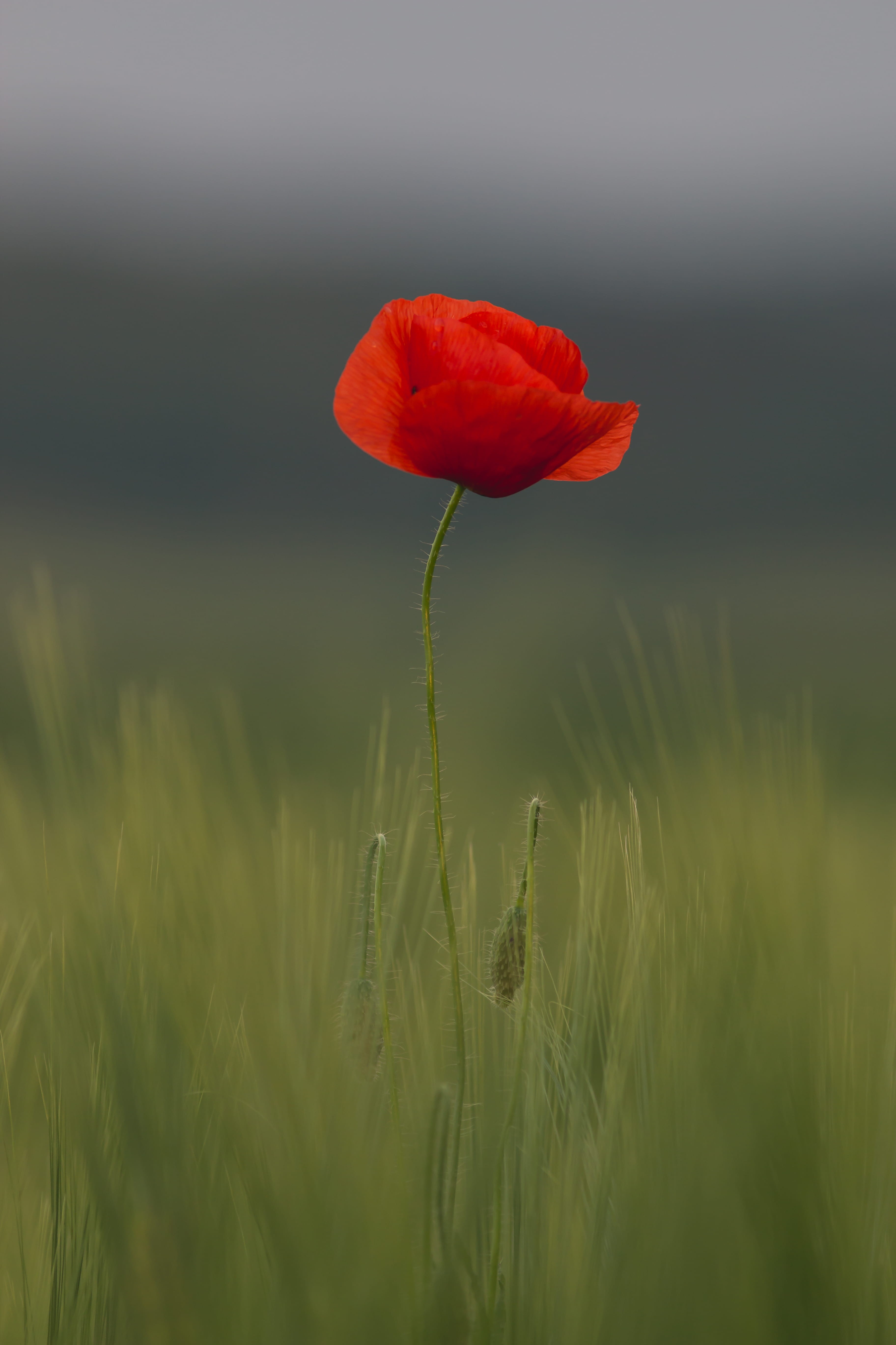 plant, fragility, freshness, selective focus, wild, 5K, orange, flowering plant, focus, flower head, hartberg, growth, outdoors, stem, minimal, photography, Phone HD Wallpaper