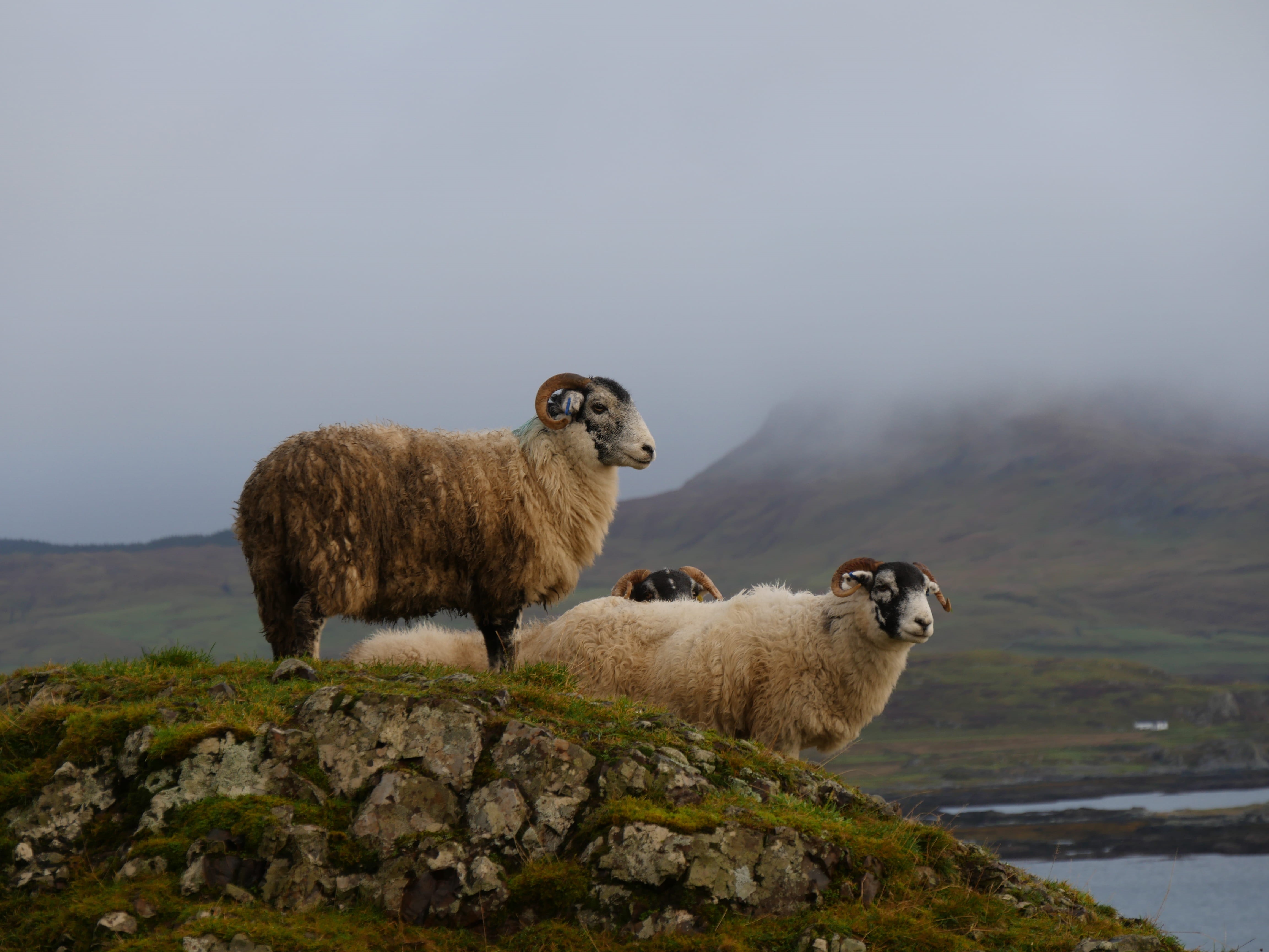 solid, herbivorous, vertebrate, no people, stone, rock - object, two animals, mountain, white, horns, rock, domestic, domestic animals, 4K, three, green, HD Wallpaper