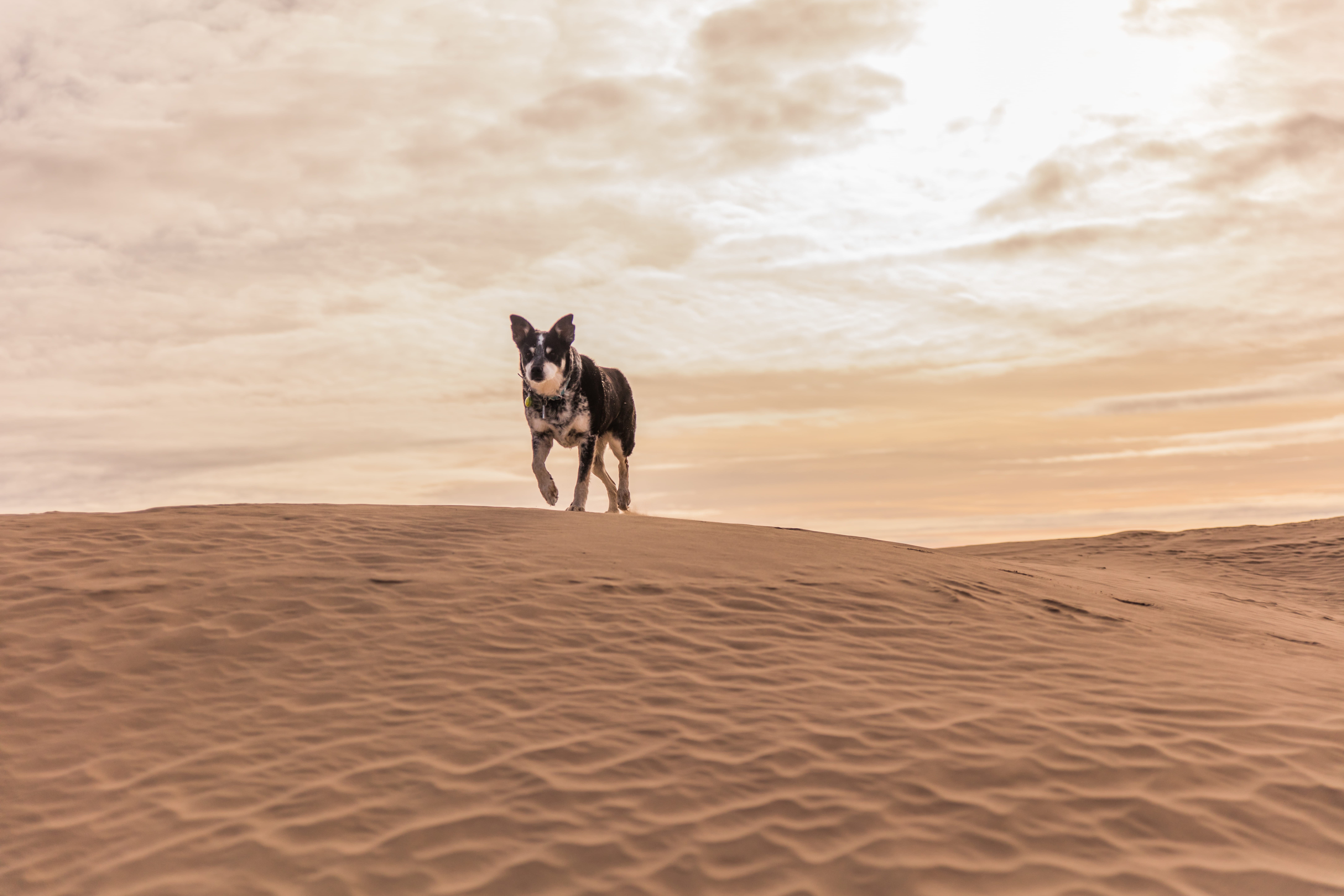 land, vertebrate, nature, untitled, gray, dog, sunset, dune, scenics - nature, sand, one animal, canine, motion, outdoors, beach, desert, wold, sky, domestic, HD Wallpaper