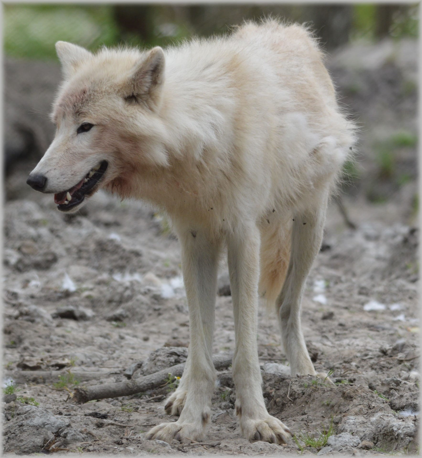 mammal, dog, daytime, stands, side view, wolf, day, looking, no people, gray wool, wold, predator, 1080P, animal wildlife, animals, vertebrate, domestic, Phone HD Wallpaper