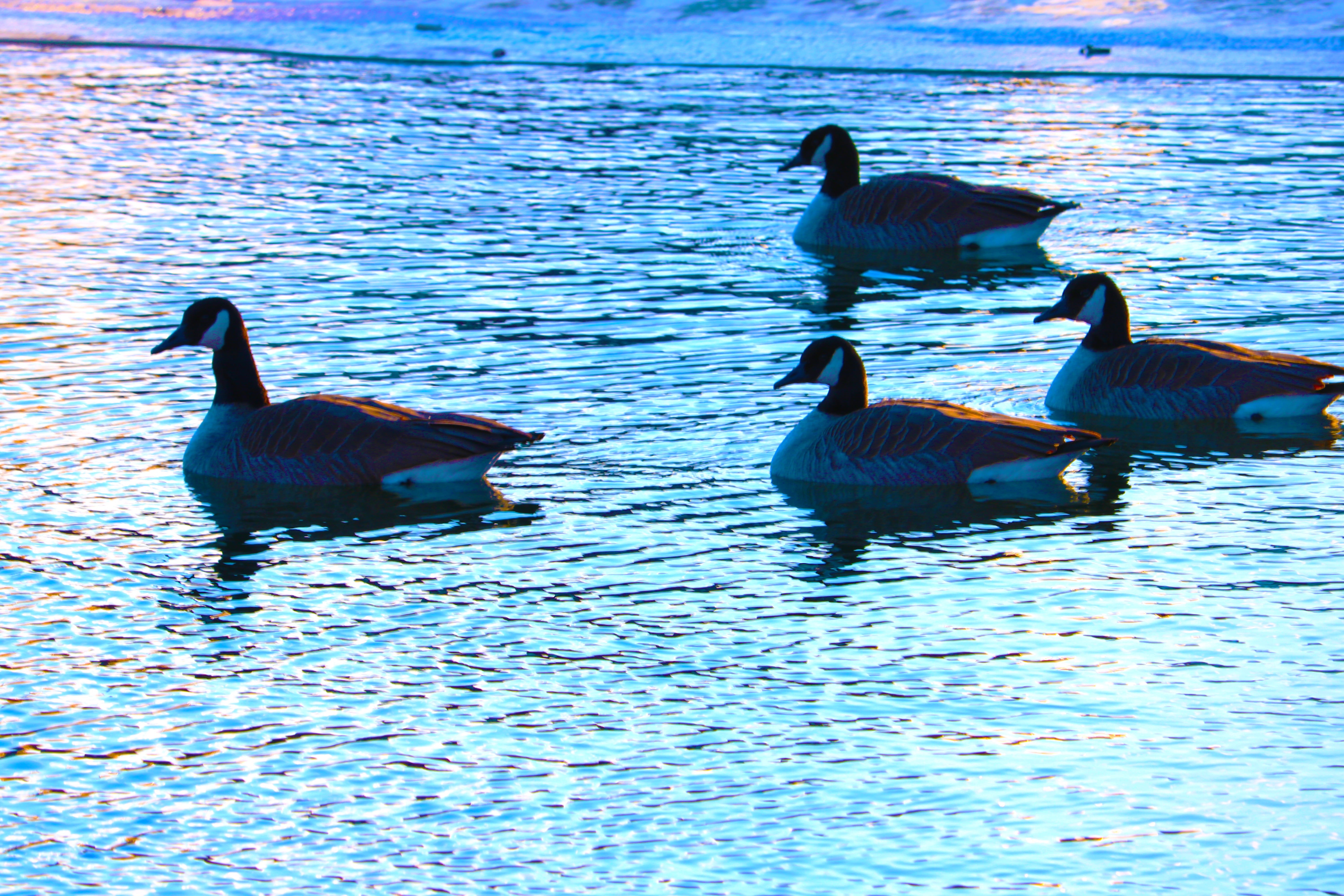 trees, animal themes, swimming, frozen, animal, floating on water, birds, animal wildlife, duck, goose, vertebrate, ice, cool, forest, lake, snow, winter, HD Wallpaper