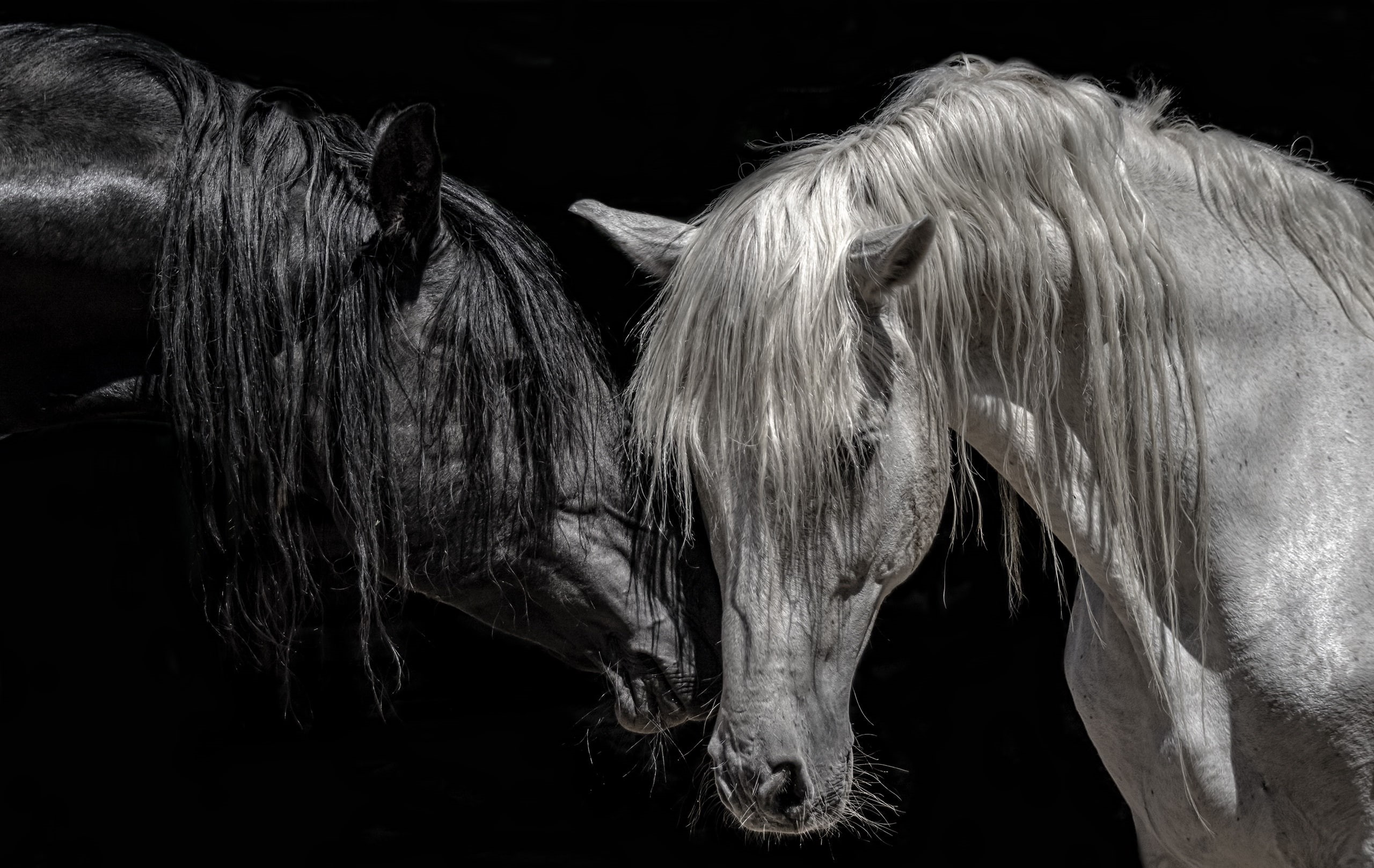 white, black, 2K, black background, horse, animals, HD Wallpaper