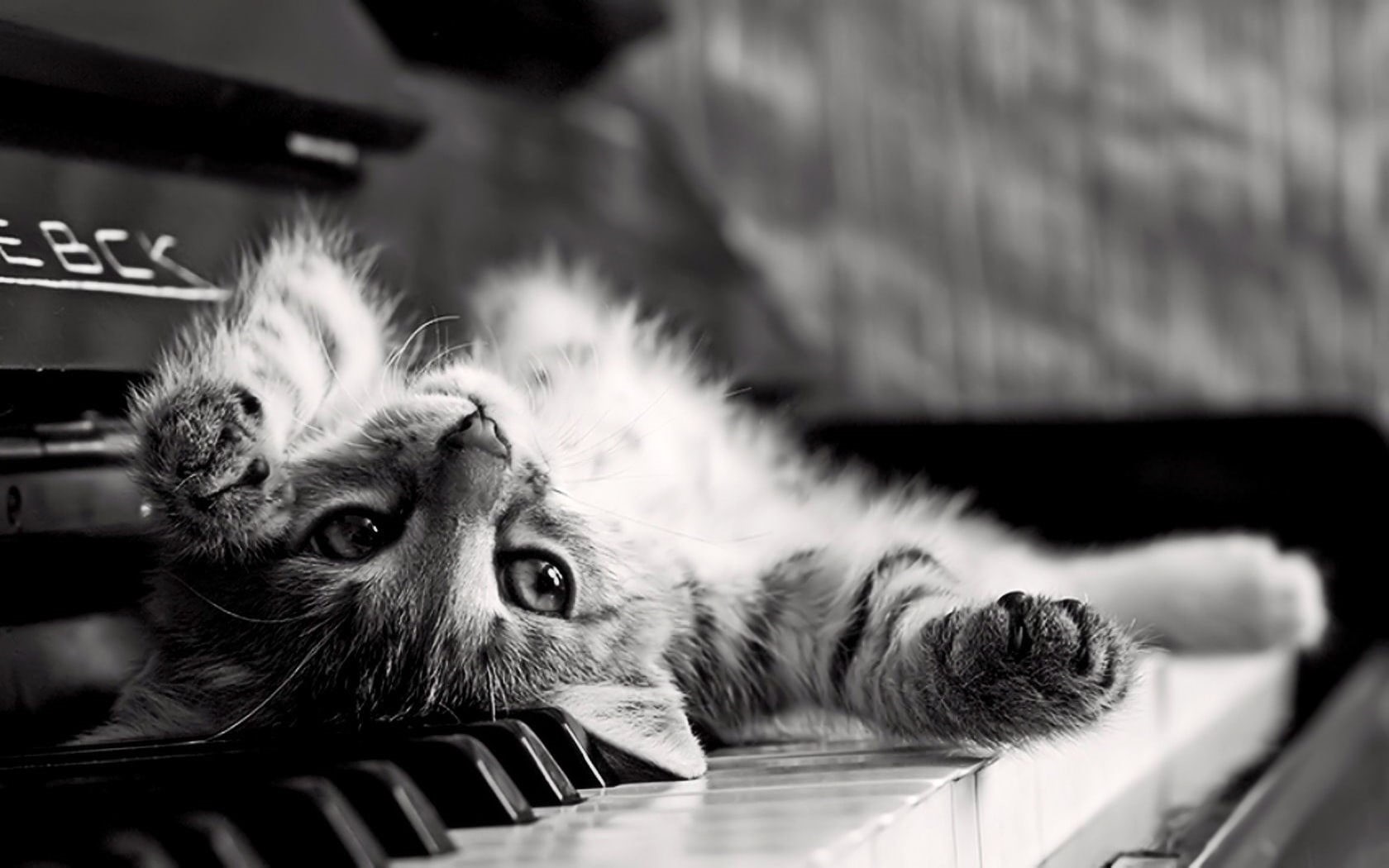 animal body part, relaxation, animal themes, indoors, animal eye, focus on foreground, whisker, vertebrate, domestic cat, upside down, animals, monochrome, HD Wallpaper