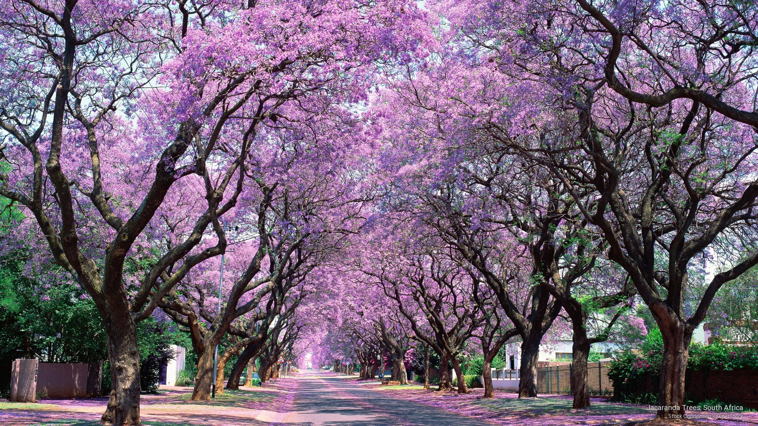 Nature, jacaranda, trees, south, 2K, africa, HD Wallpaper