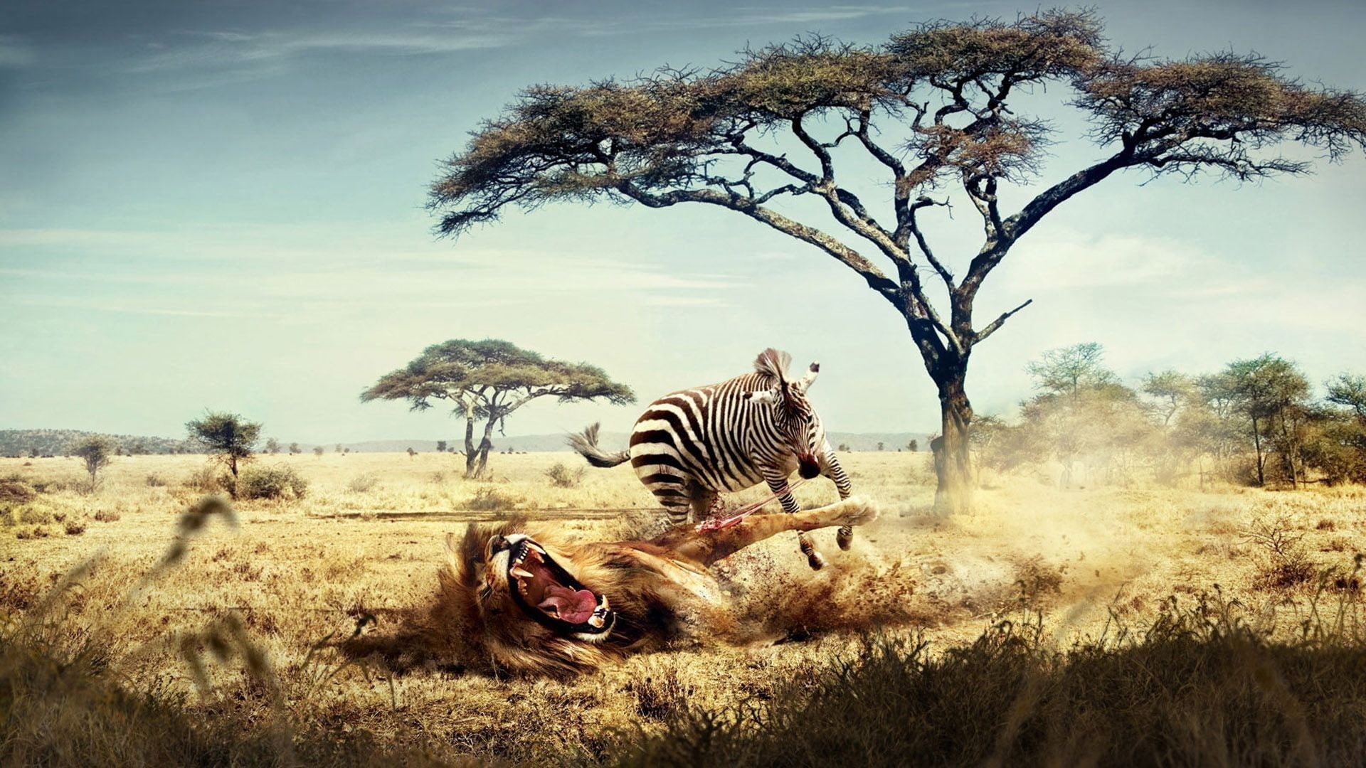 nature, fantasy art, lion, Africa, hunter, trees, 1080P, savannah, animals, zebras, humor, artwork, HD Wallpaper
