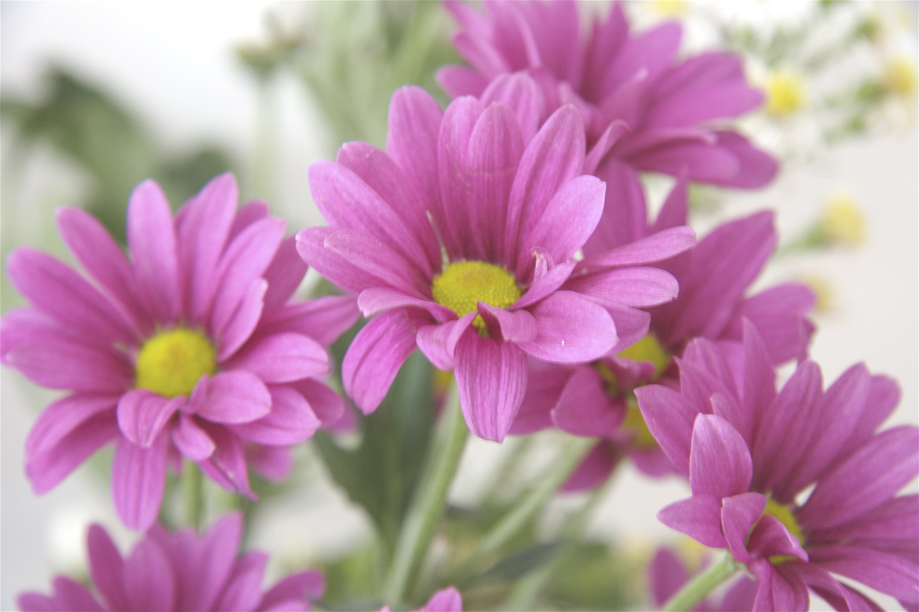 petal, nature, Fresh, beauty In Nature, pink, 4K, flora, flower, yellow, petaled, plant, purple, flowers, pink Color, close-up, Raw, summer, HD Wallpaper