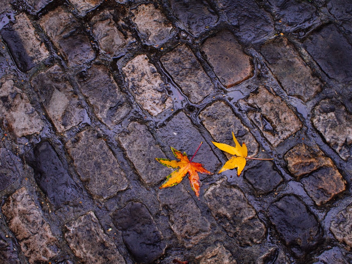 olympus  OM-D  E-M5, yellow, Autumn, rainy day, 480P, ground, leaves, nature, Zuiko, wet, paving, f1.8, orange, metal, surface, colours, gray, HD Wallpaper