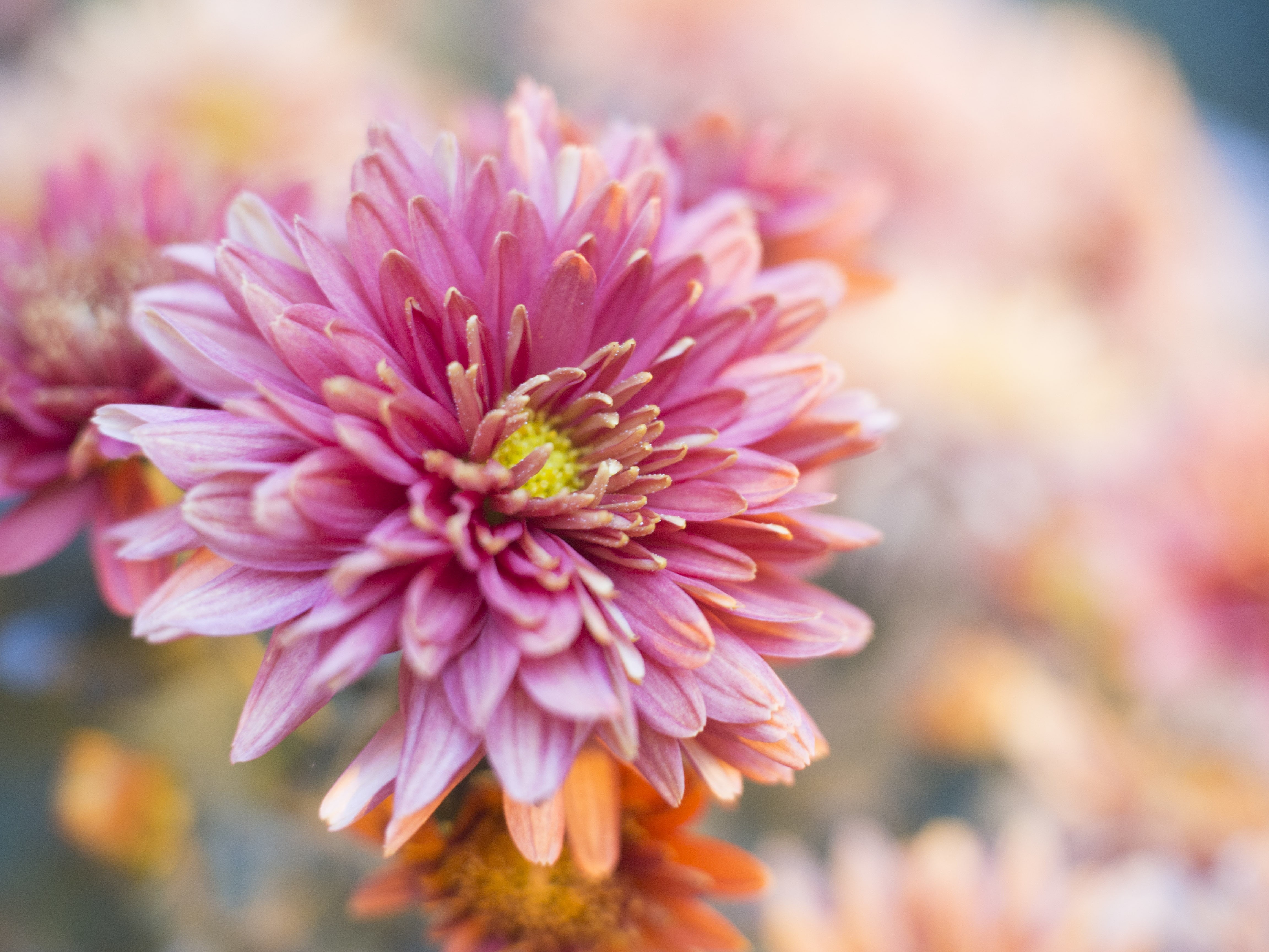 botany, C-Mount, flower Head, Schneider, close-up, F1.4, Flower, Macau, 25mm, 4K, petal, Olympus OM-D E-M5, pink, photography, summer, petaled, pink Color, HD Wallpaper