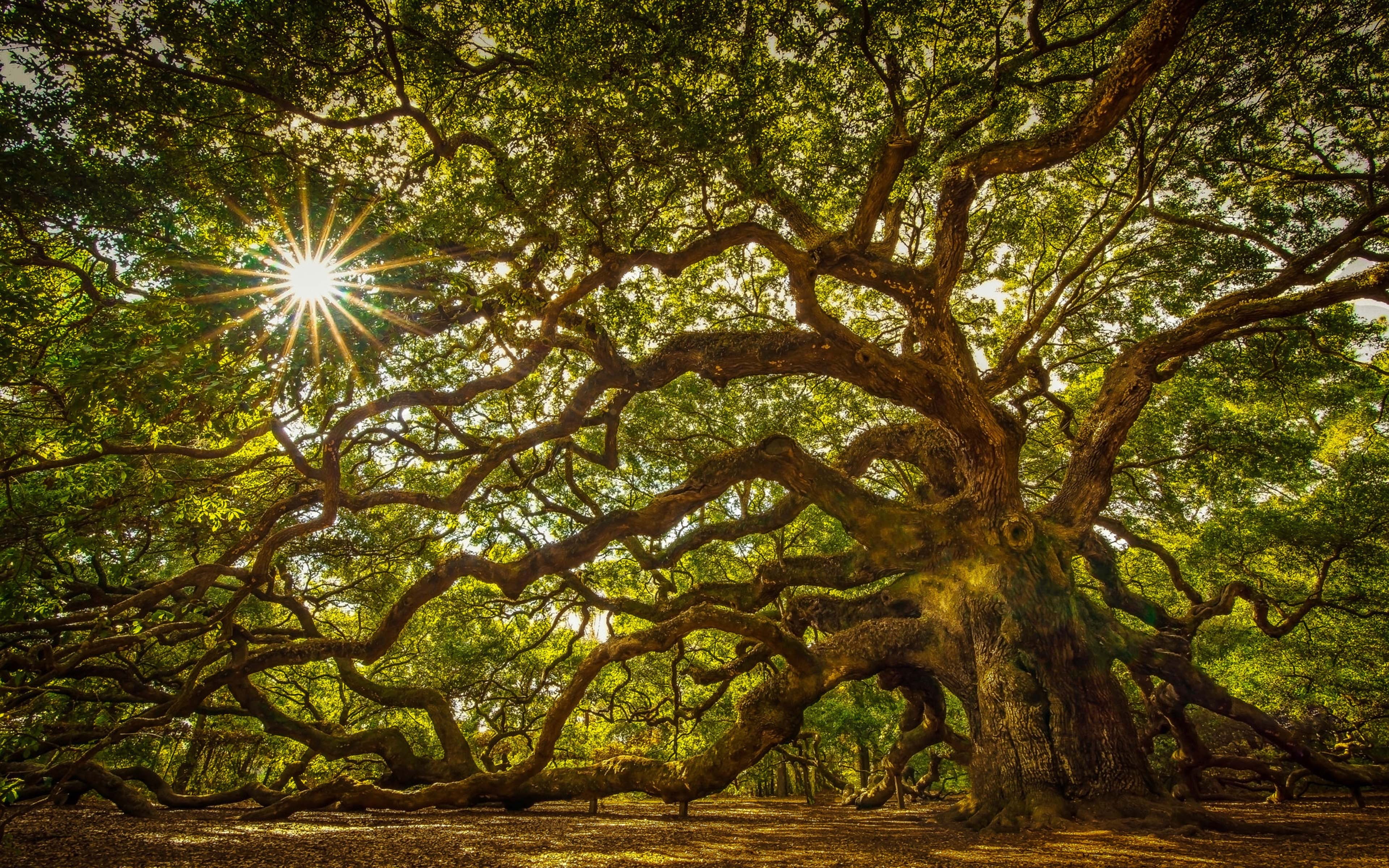 branch, 4K, sunbeam, lens flare, south, tree, phones, s, island, laptop, tree canopy, beauty in nature, streaming, rainforest, oak, day, tree trunk, john, HD Wallpaper