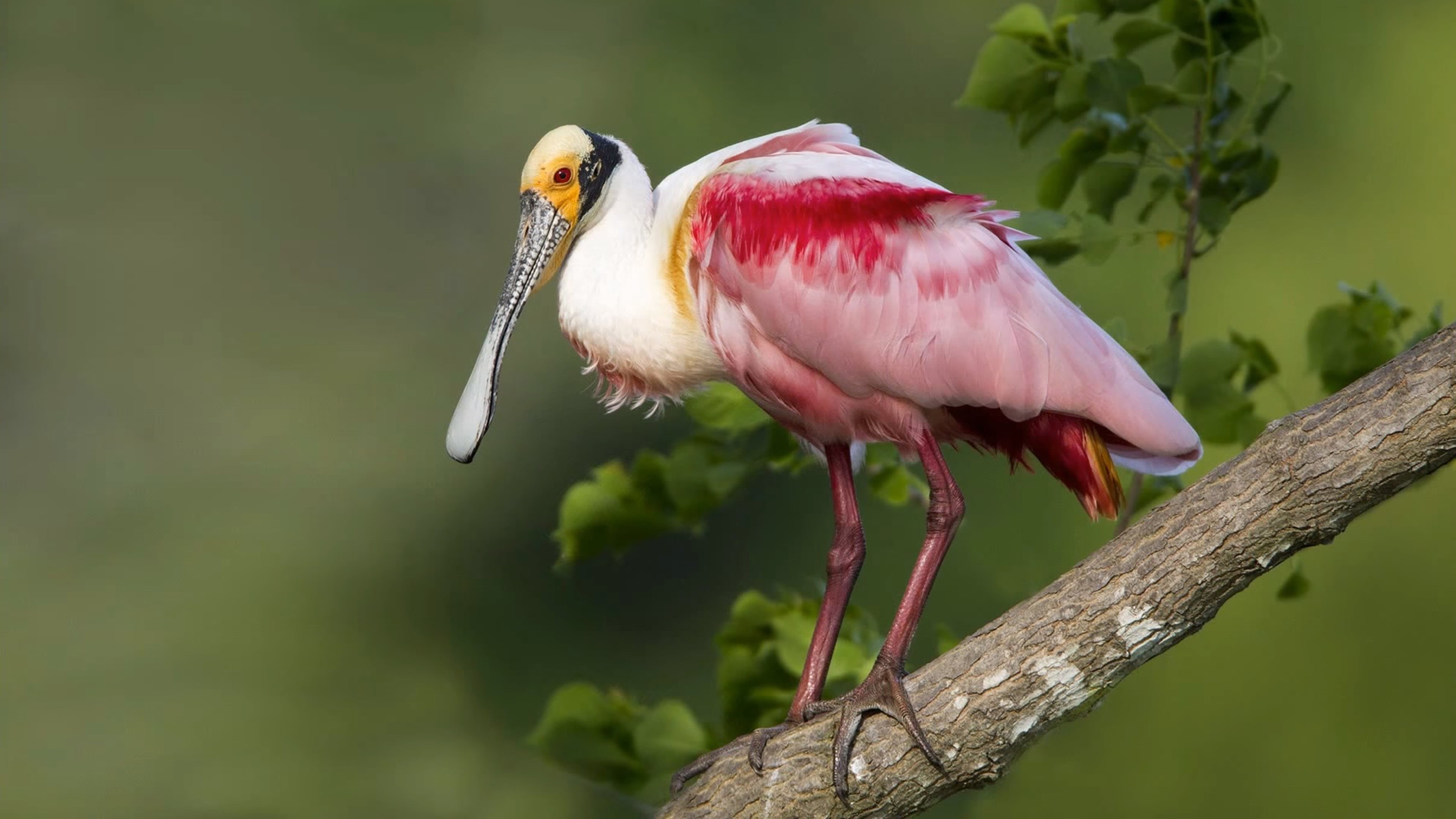 branch, beauty in nature, vertebrate, perching, focus on foreground, one animal, stork, birds, animal neck, nature, s, animals in the wild, beak, bird, HD Wallpaper