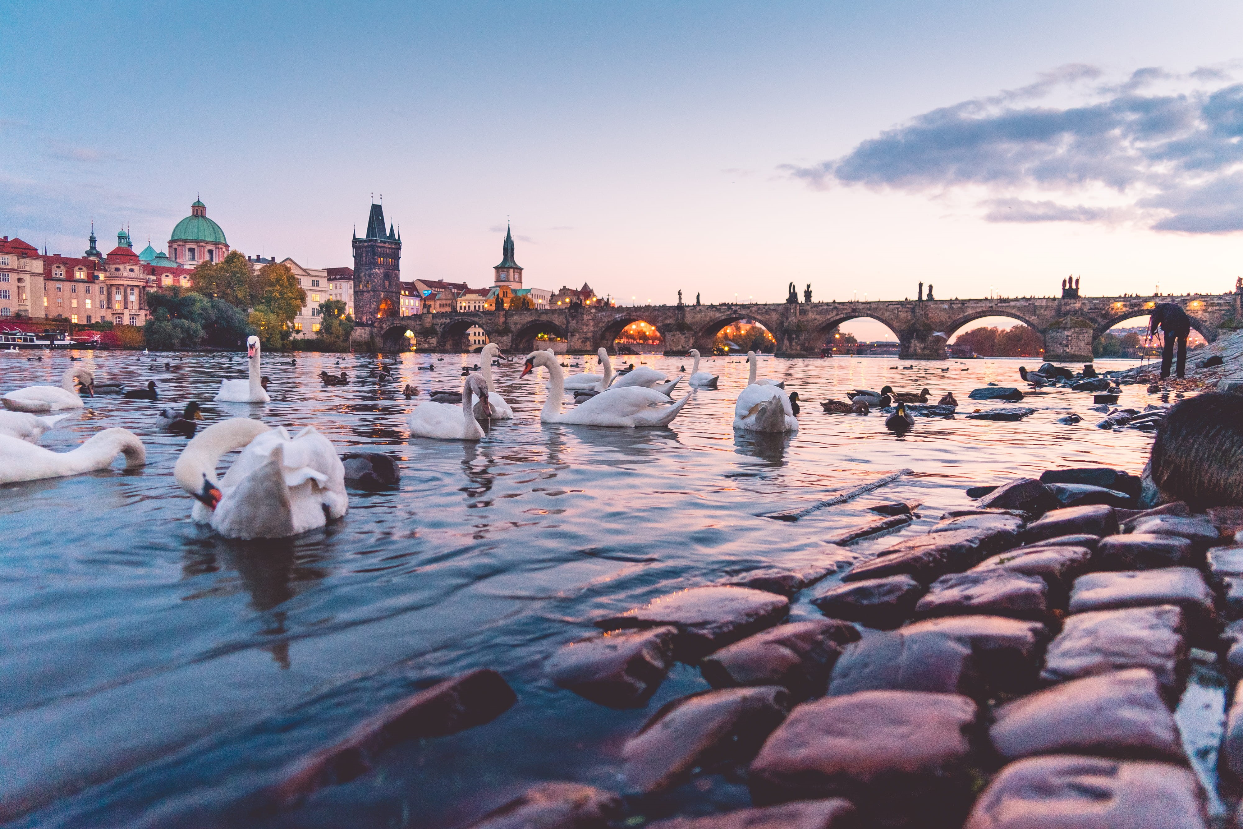floating on water, animals, church, czech republic, old, old city, built Structure, urban Scene, reflection, Charles Bridge, architecture, famous Place, HD Wallpaper