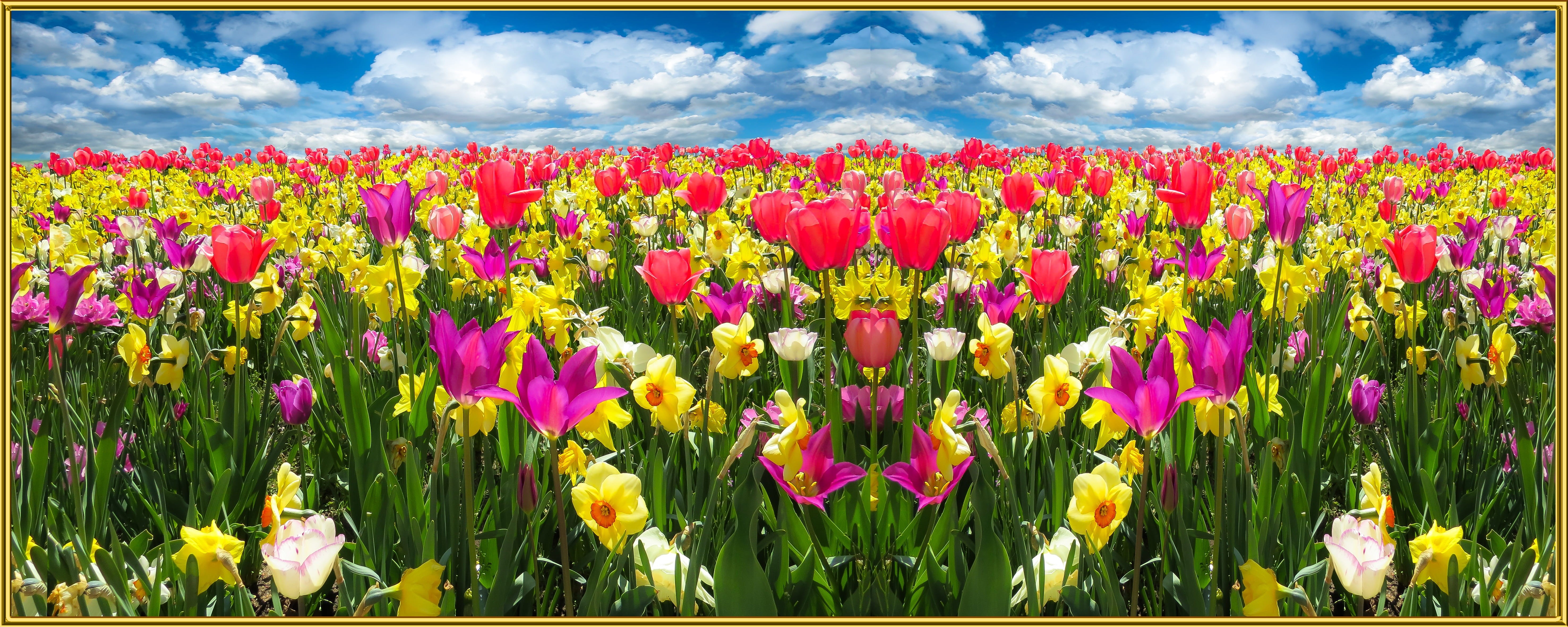 multi Colored, land, freshness, colorful, cloud - sky, banner, pink, flyers, Blossom, Flowers, plant, flower Head, gold frame, grass, flowerbed, growth, HD Wallpaper