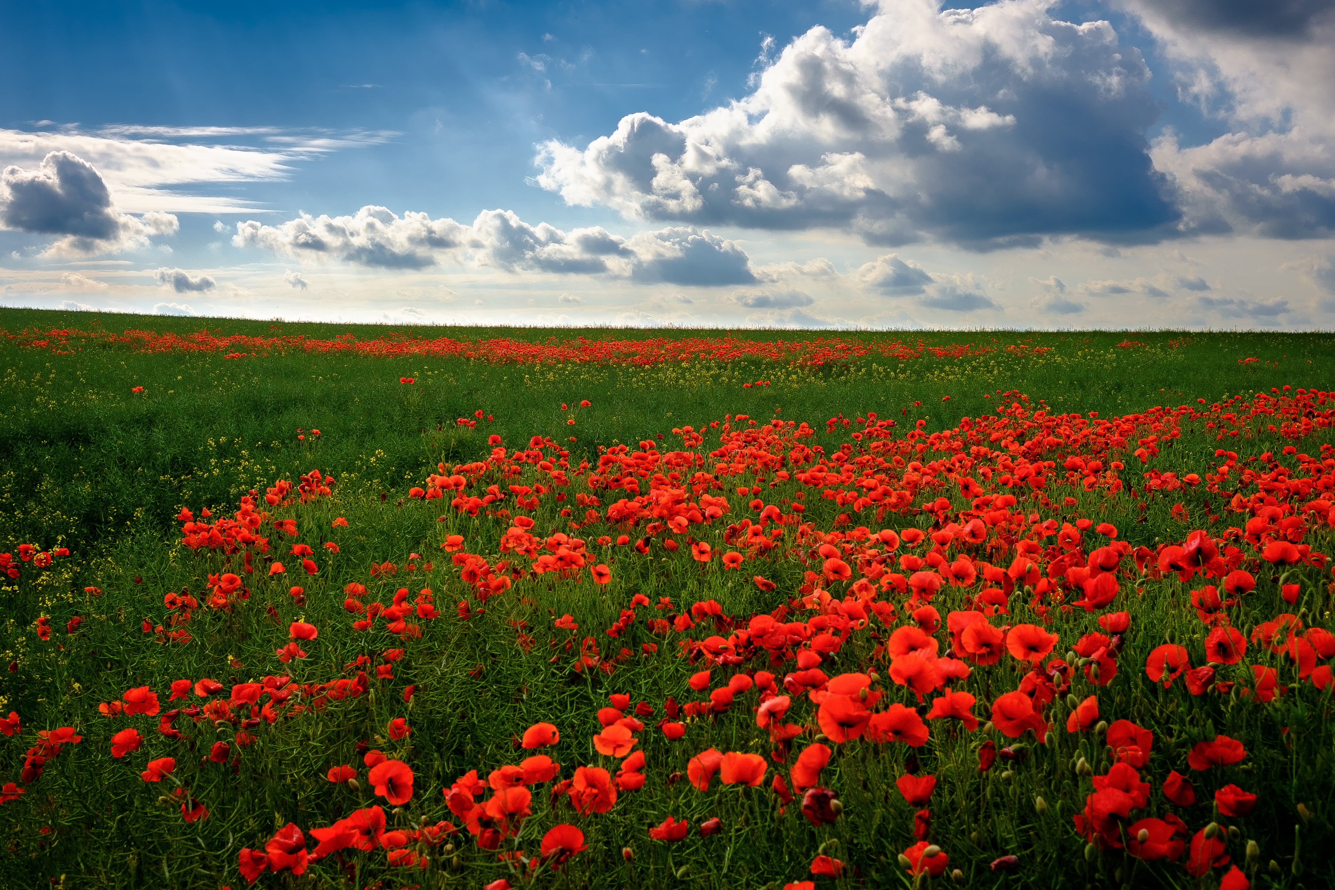 springtime, blue, summer, field, meadow, flowers, poppy, petaled, bed, agriculture, landscape, outdoors, yellow, beauty In Nature, 4K, nature, flower, HD Wallpaper