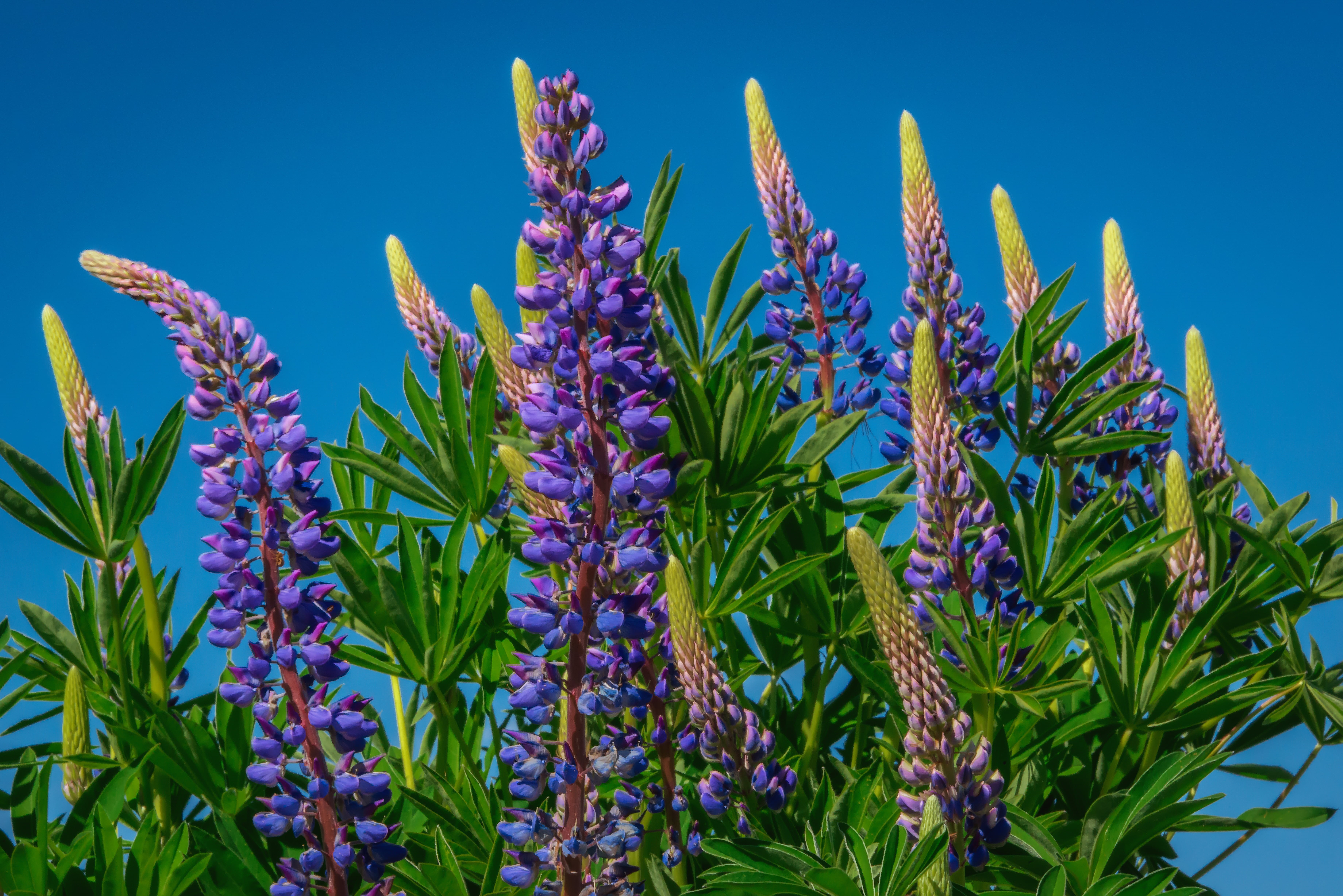 Coastal, close up photography, YVR, University of British Columbia, Kanada, lon, ง, Gastown, North America, 5K, blue, City, vervain, Pacific Northwest, HD Wallpaper