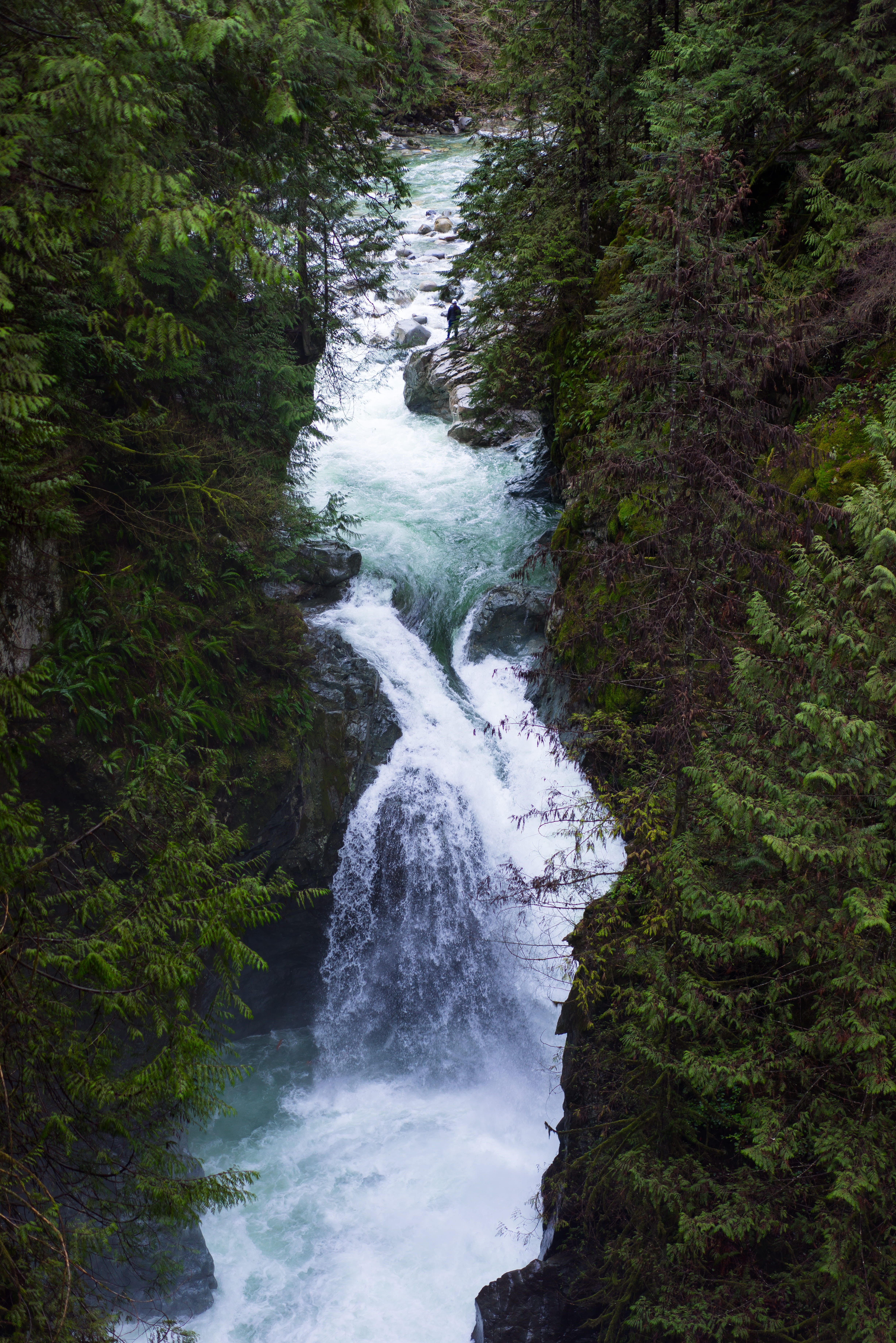 nature, man, solid, tree, beauty in nature, river, guy, adventure, 5K, north vancouver, green, british columbia, outdoors, long exposure, land, day, canada, Phone HD Wallpaper