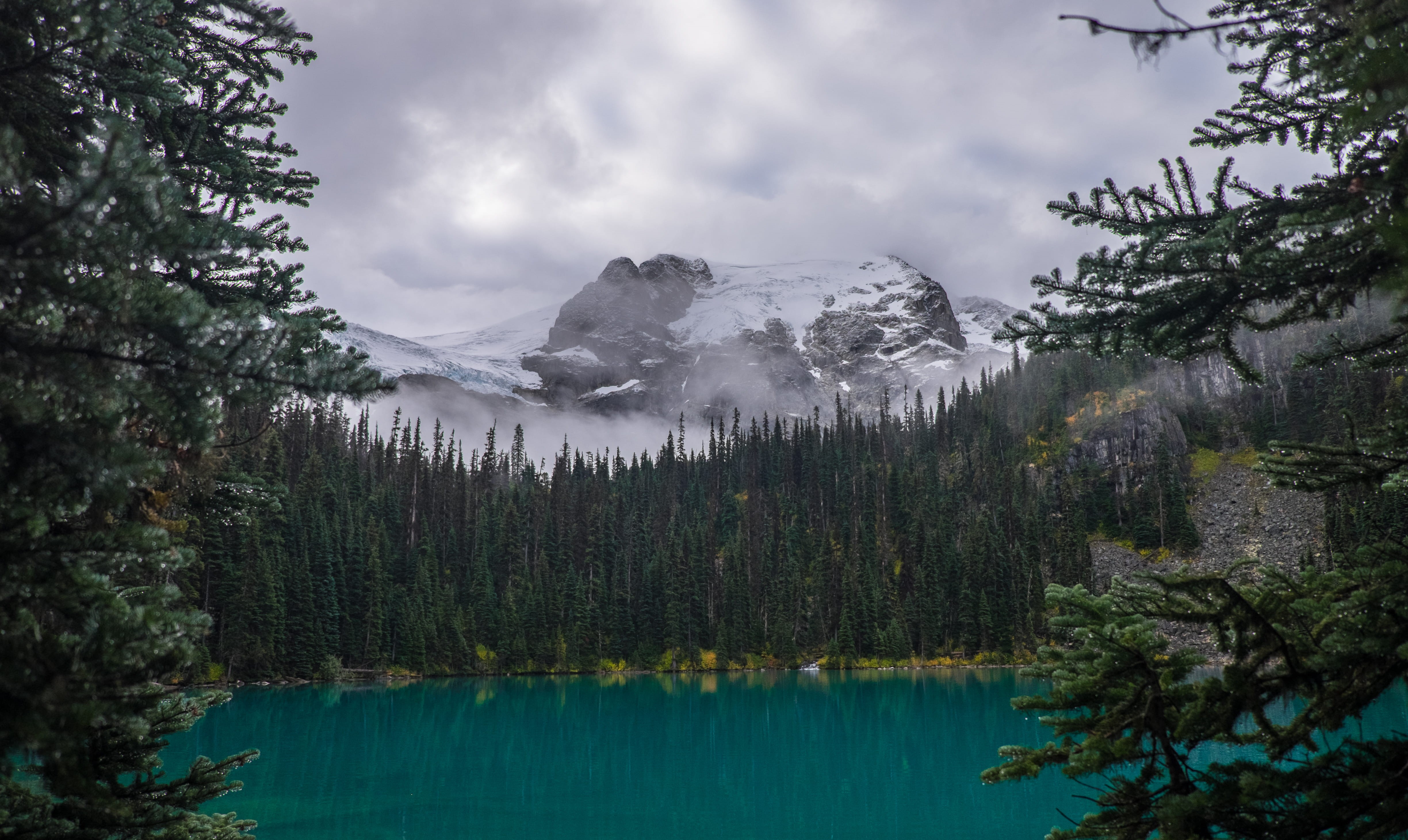 pine Tree, cloud - sky, tranquility, covered, snow, 4K, sky, british, non-urban scene, nature, trees, canada, Hiking, forest, tree, landscapes, alberta, HD Wallpaper