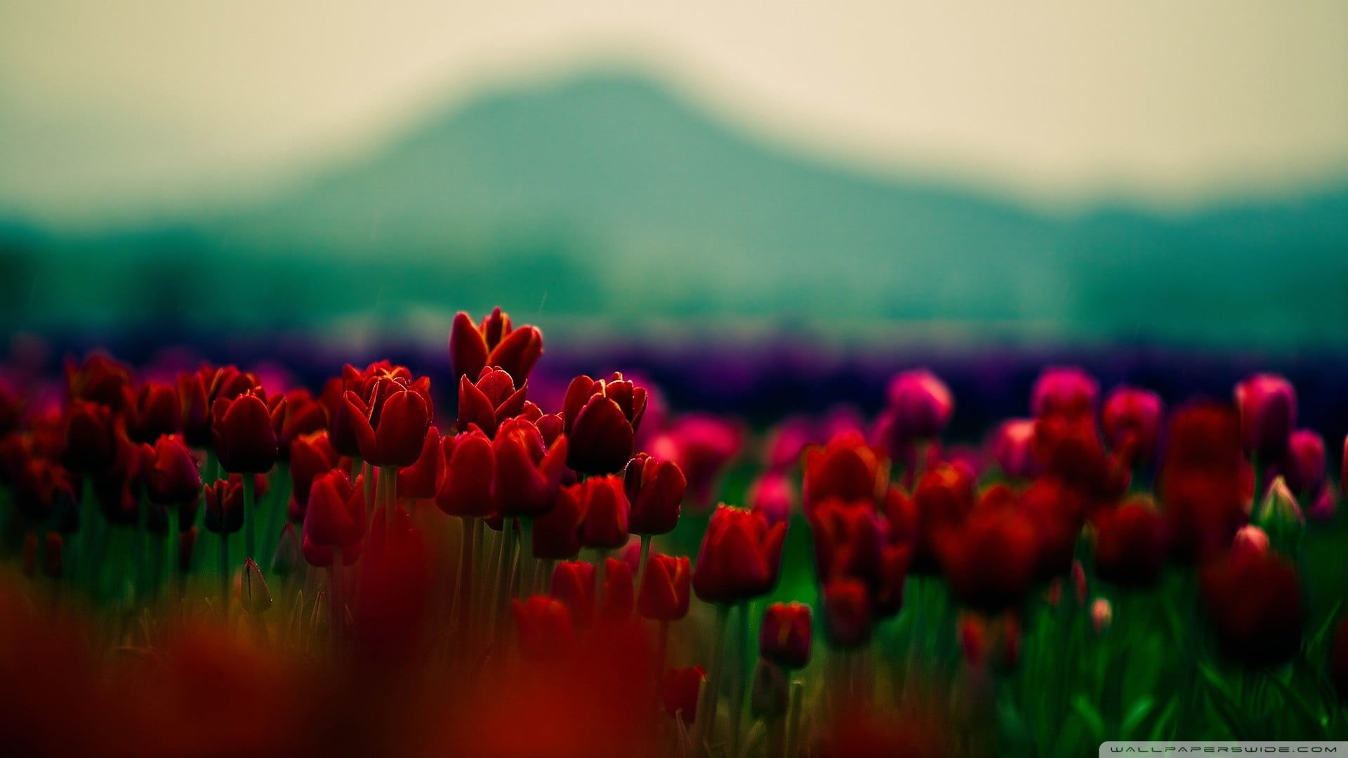 vulnerability, tulips, outdoors, flower, plant, beauty in nature, flowerbed, petal, red, freshness, growth, flowering plant, field, springtime, flower head, HD Wallpaper
