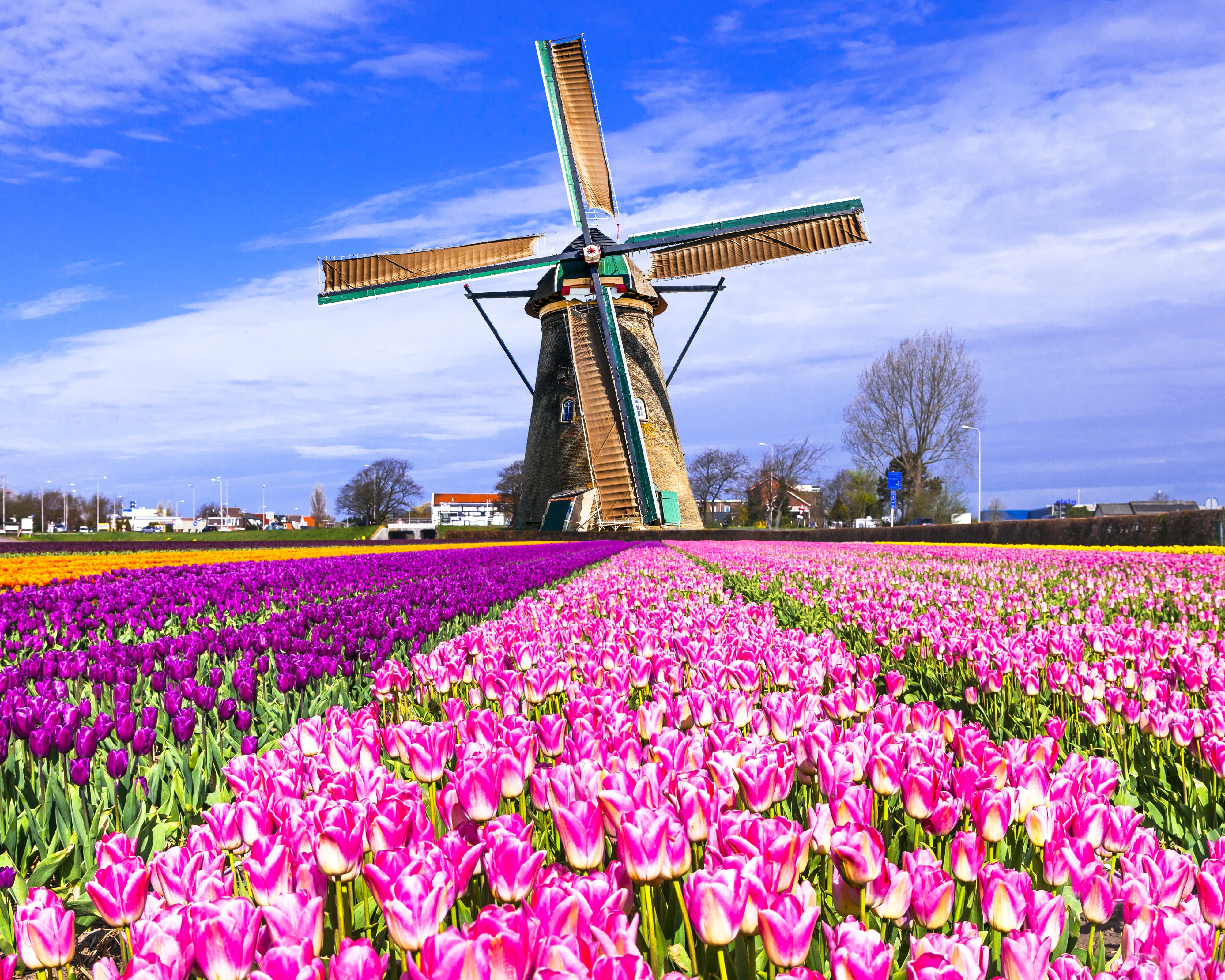flowering plant, color, turbine, flowerbed, environmental conservation, fuel and power generation, Netherlands, landscape, land, assorted, traditional windmill, HD Wallpaper