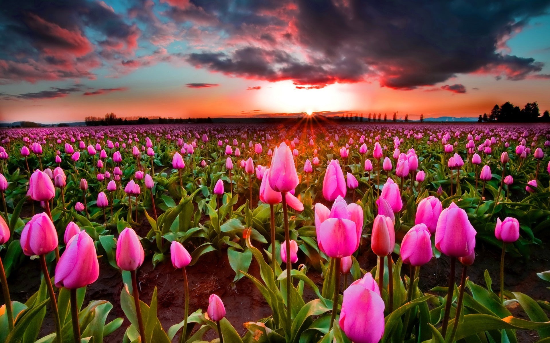 sunset, tulips, flower, pink, sky, field, 1080P, HD Wallpaper