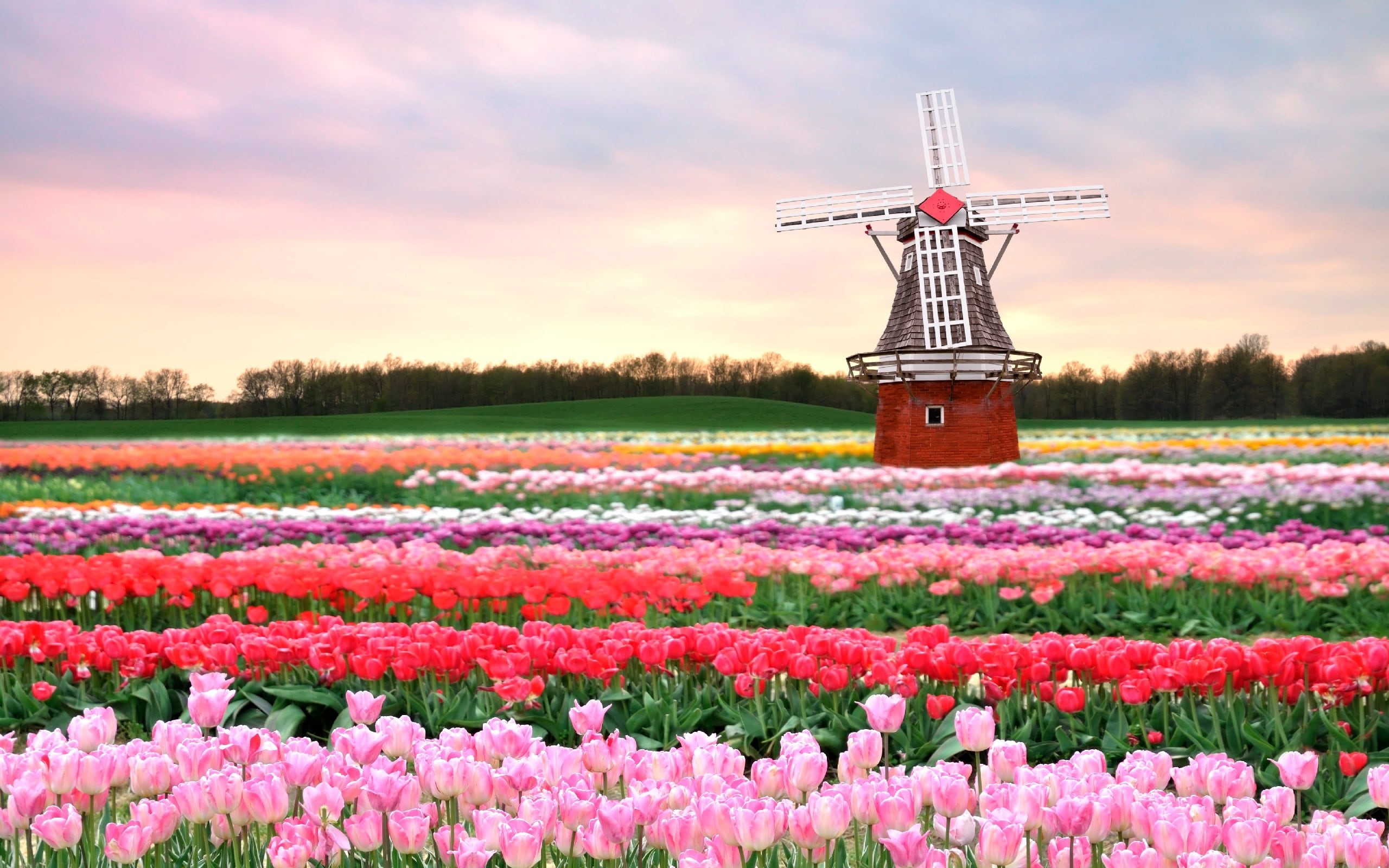 nature, netherlands, flowering plant, rural Scene, pink, grass, sunset, green Color, cloud - Sky, scenics - nature, landscaped, red, scenics, flowerbed, HD Wallpaper