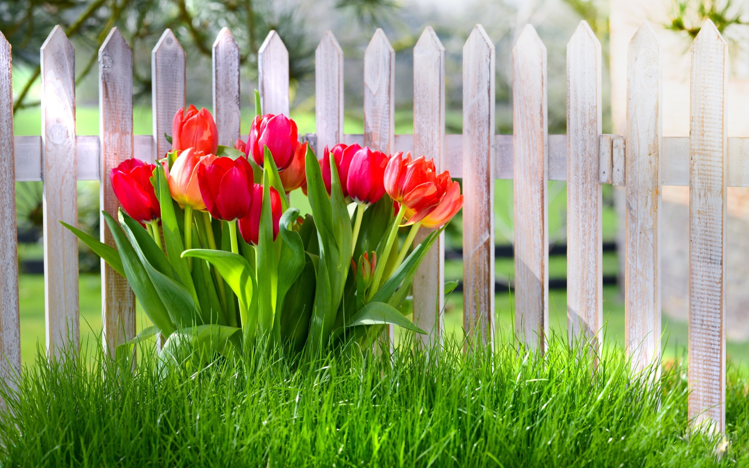 Grass, 2K, Spring, Tulips, Flowers, Garden, Red, HD Wallpaper