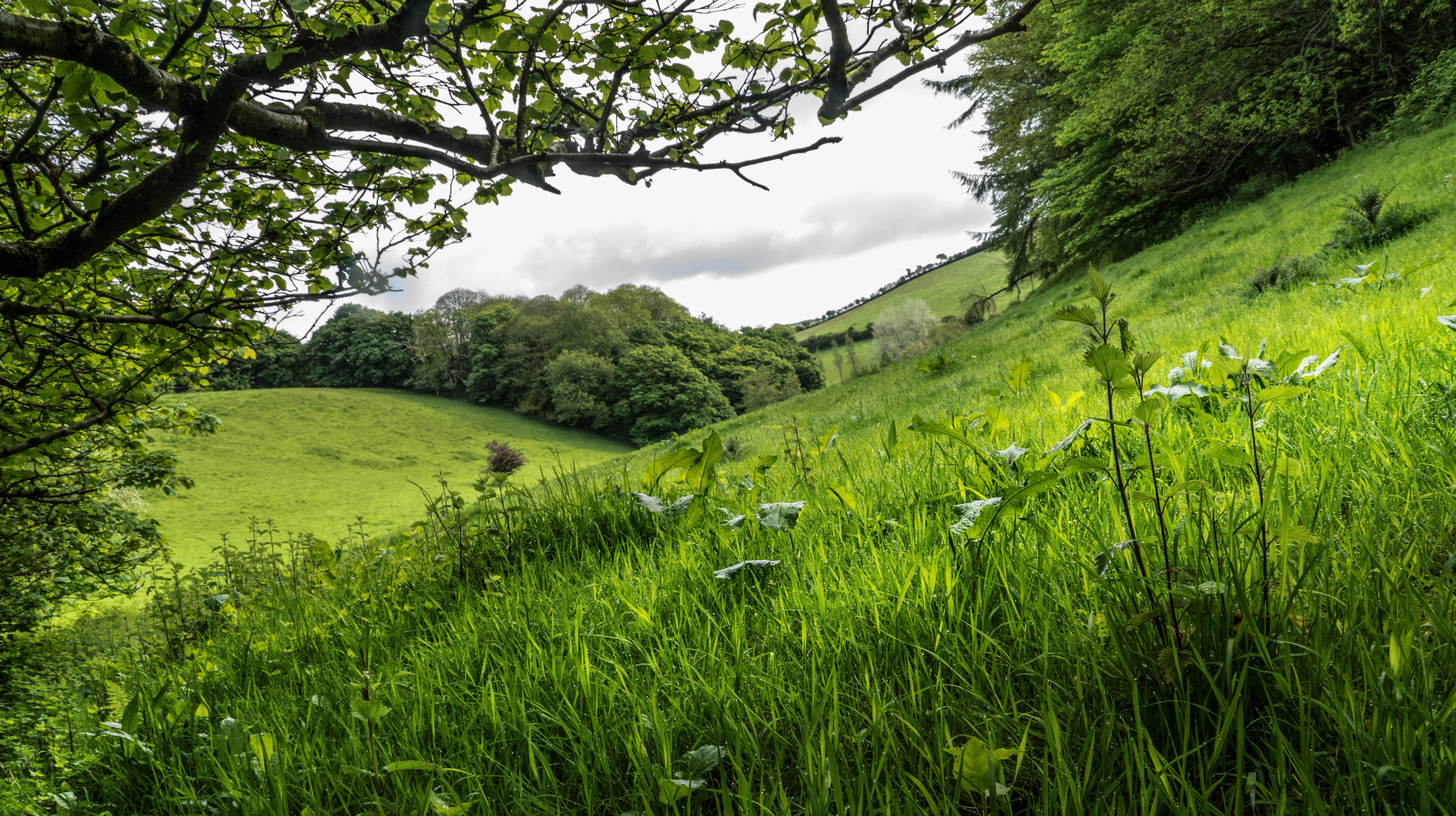 Valley  green, 5K, tree, Emerald, outdoors, country, grass field, green grass, leaves, nature, britain, day, landscape, countryside, sky, field, british, HD Wallpaper