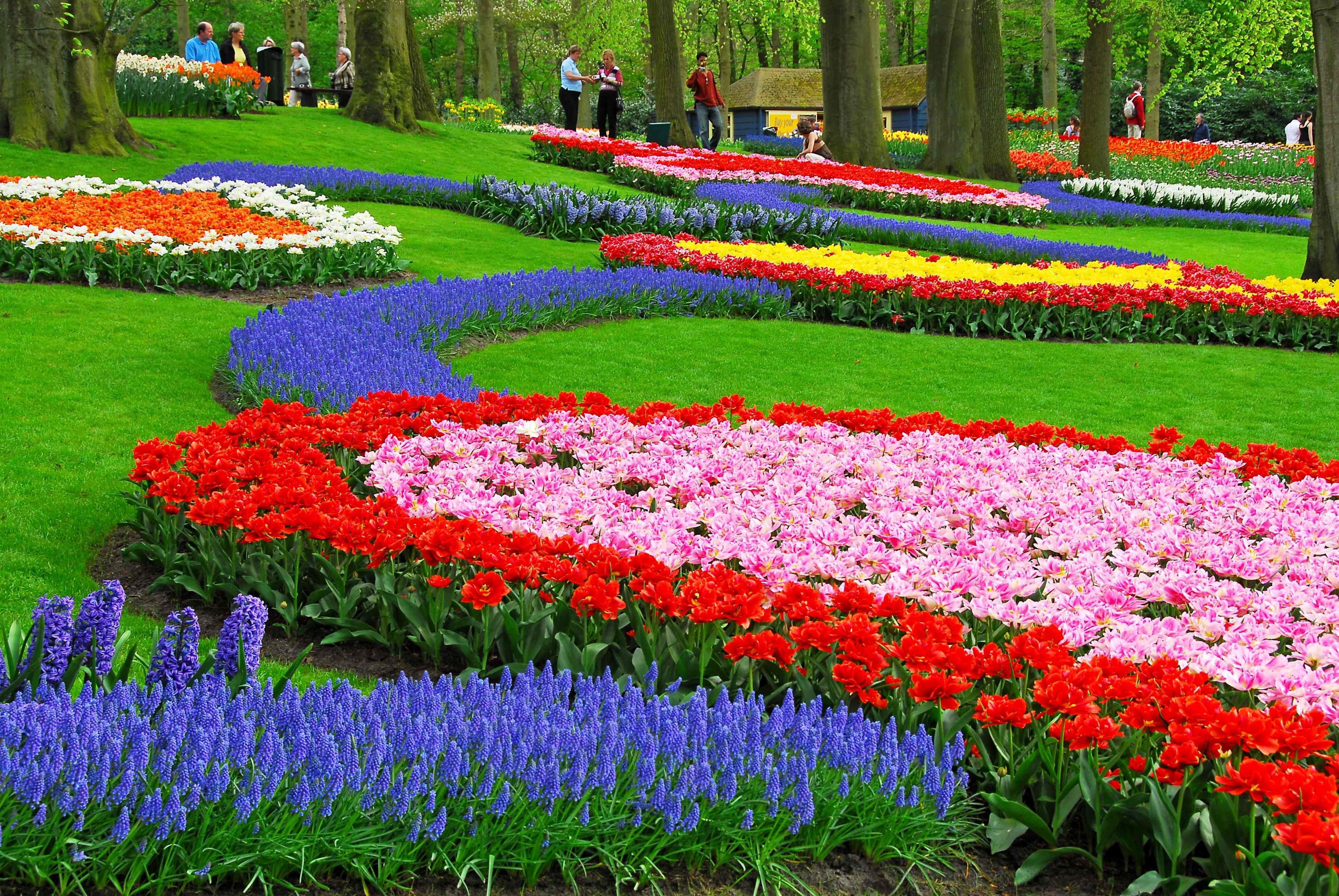 gardening, flowerbed, ornamental Garden, beauty, color, netherlands, day, flower Head, season, assorted, blossom, flower, garden, flowers, outdoors, multi Colored, HD Wallpaper