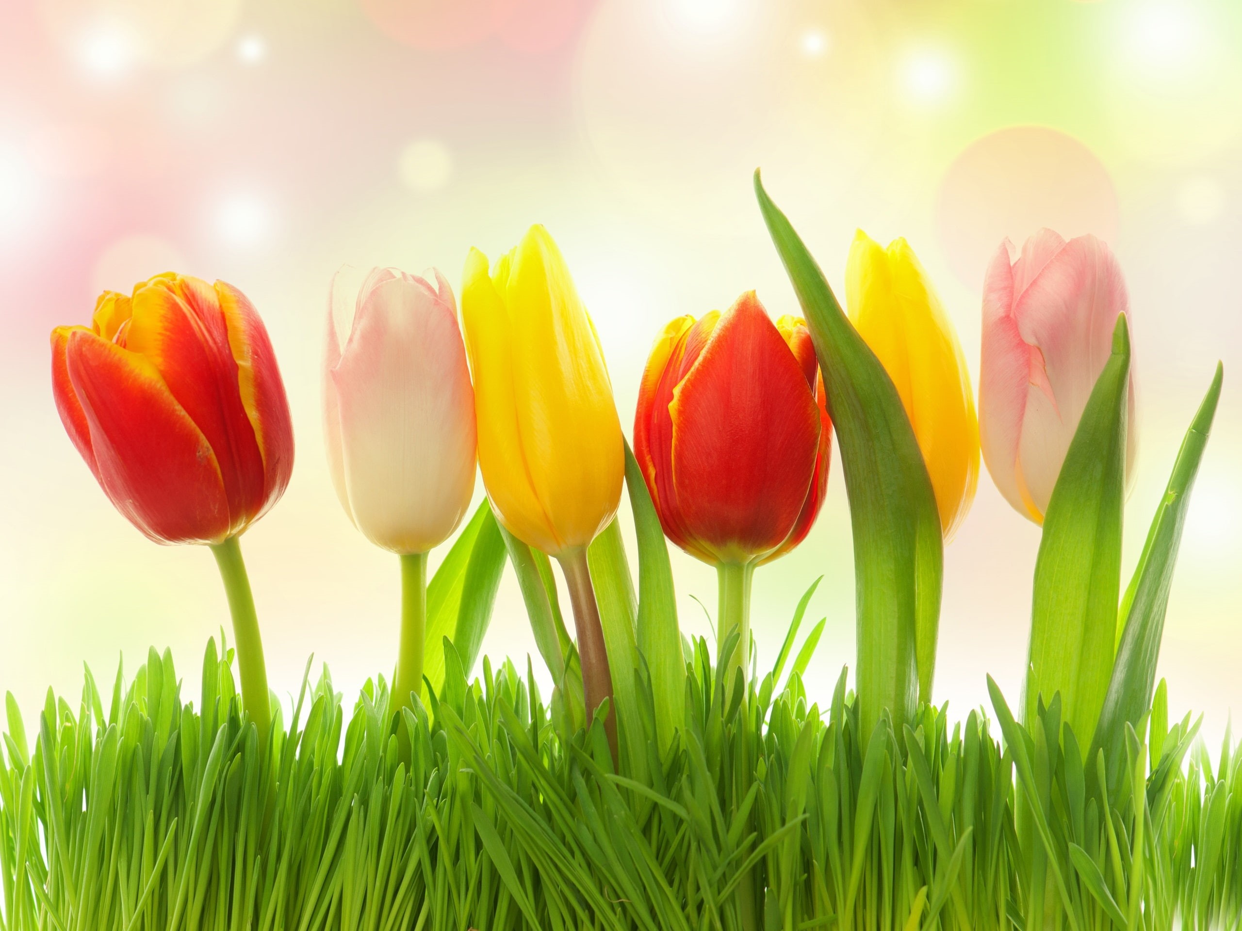 Yellow, Pink, Grass, Colors, 2K, Flowers, Red, Tulips, Different, HD Wallpaper